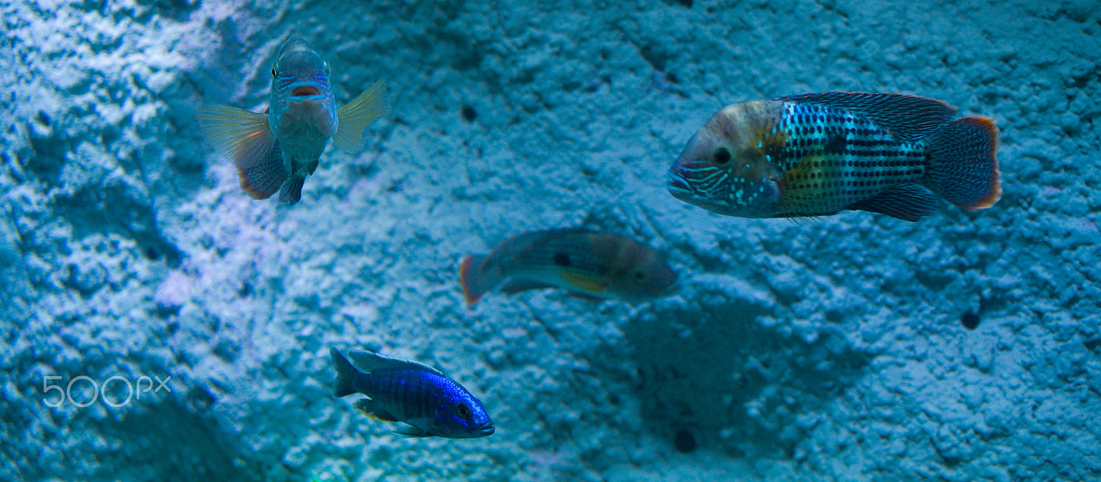 Nikon 1 J1 sample photo. Fishes in the aquarium photography
