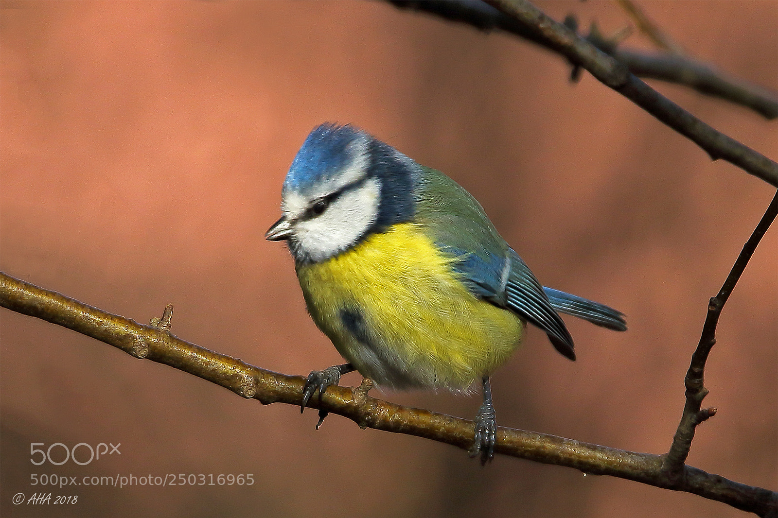 Canon EOS 7D Mark II sample photo. Blue tit photography