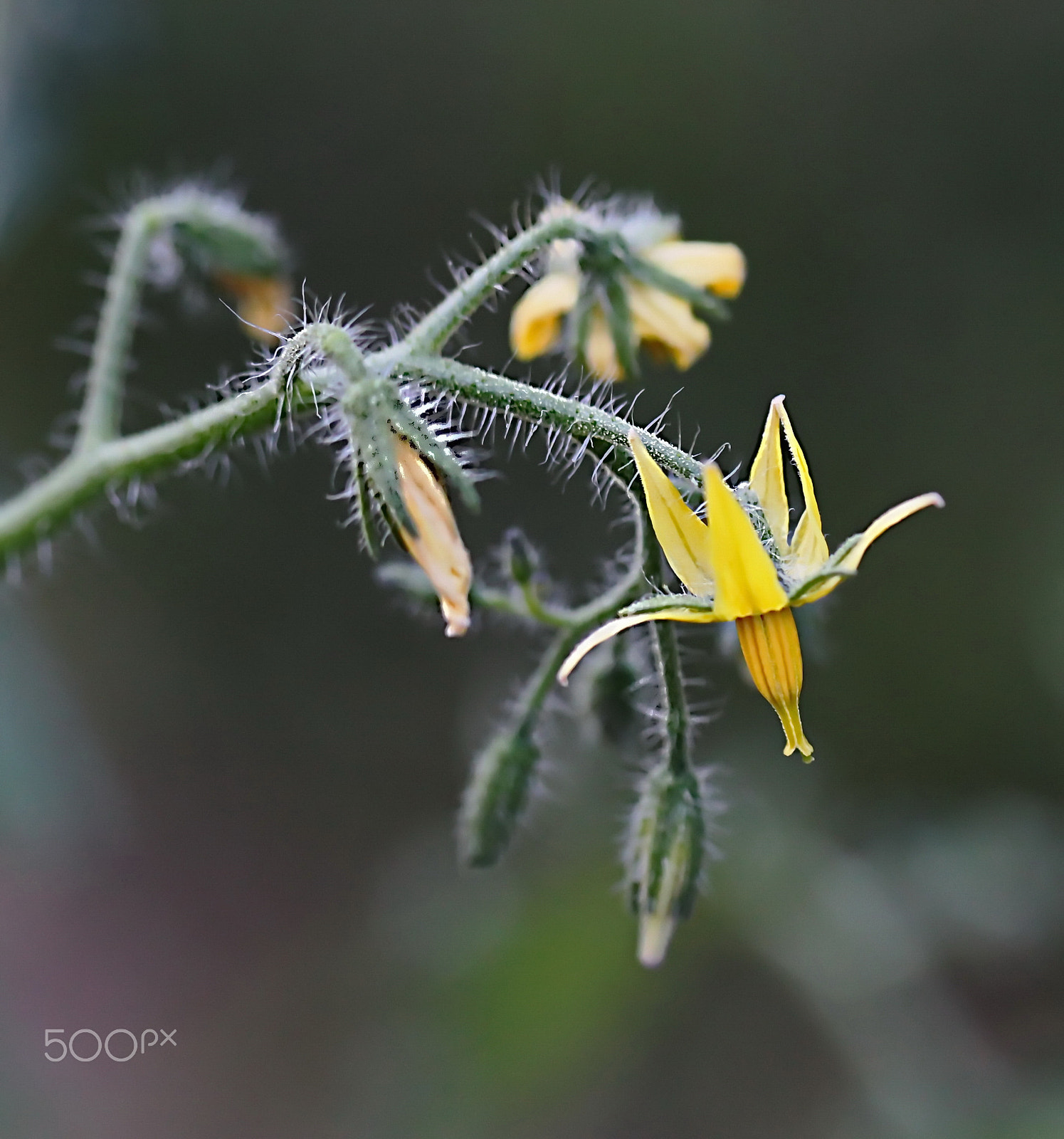 Canon EOS 500D (EOS Rebel T1i / EOS Kiss X3) sample photo. Yellow little flower... photography