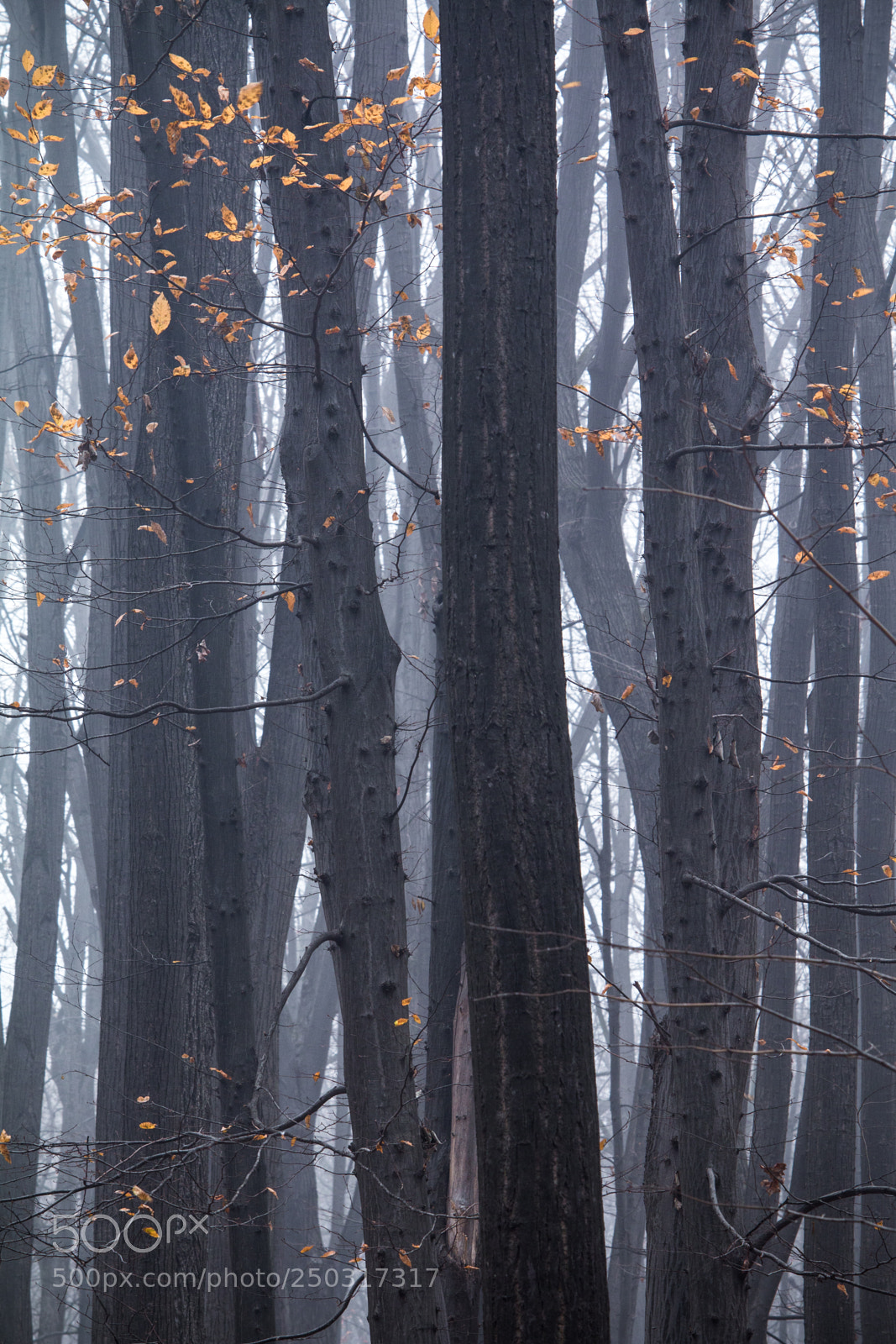 Canon EOS 70D sample photo. Autumn blue forest photography