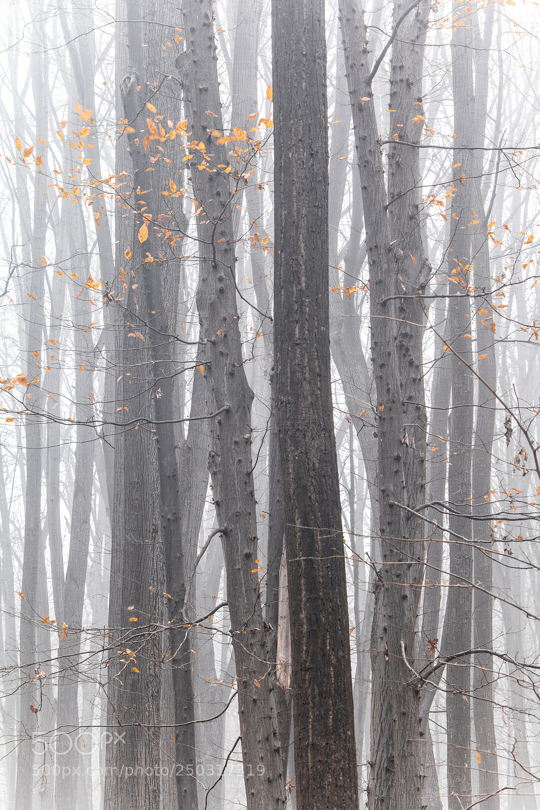 Canon EOS 70D sample photo. Autumn mist forest photography