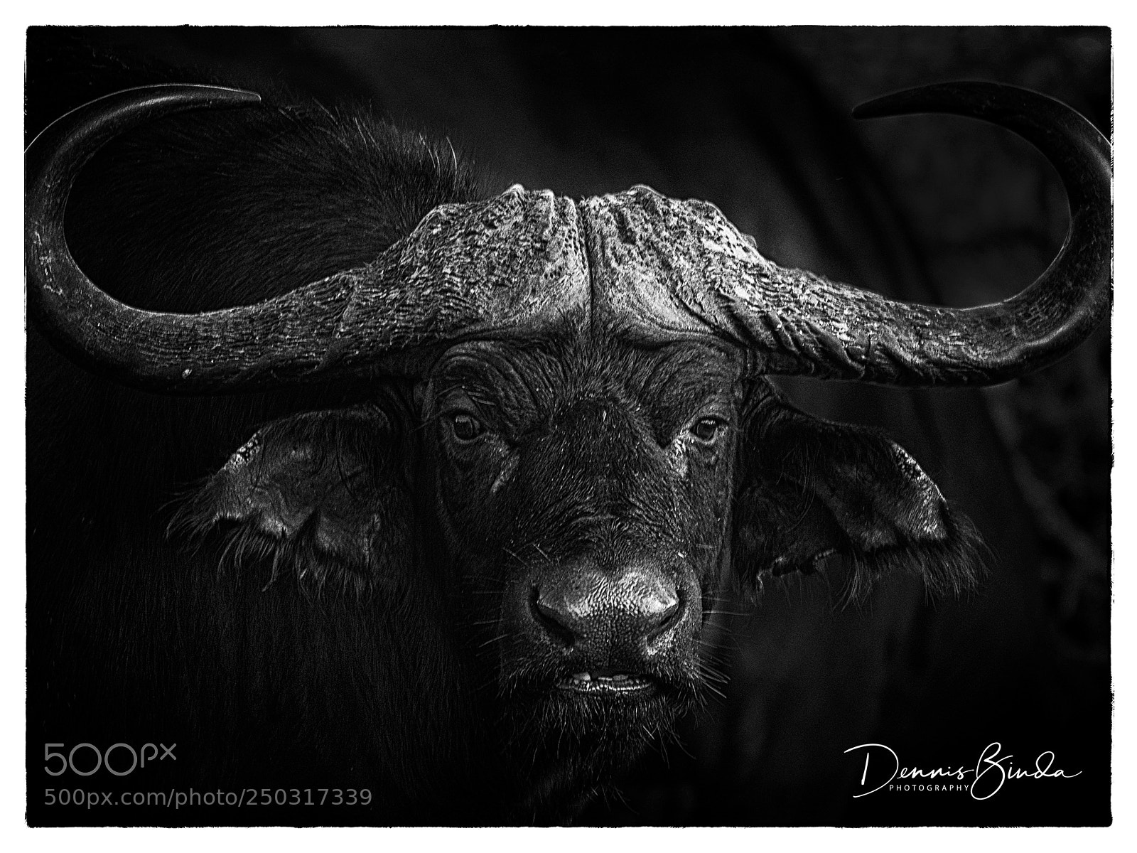 Nikon D70 sample photo. Cape buffalo photography