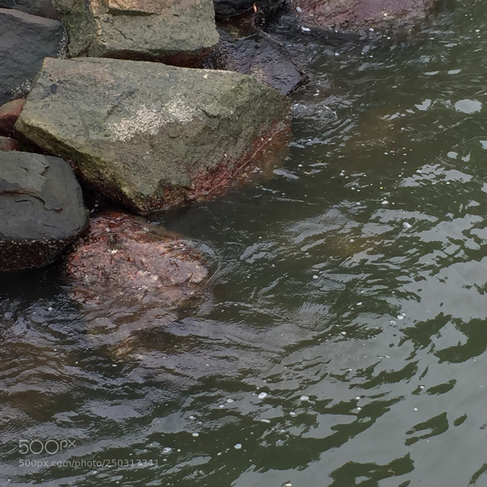 Apple iPhone 6 sample photo. Untitled photography