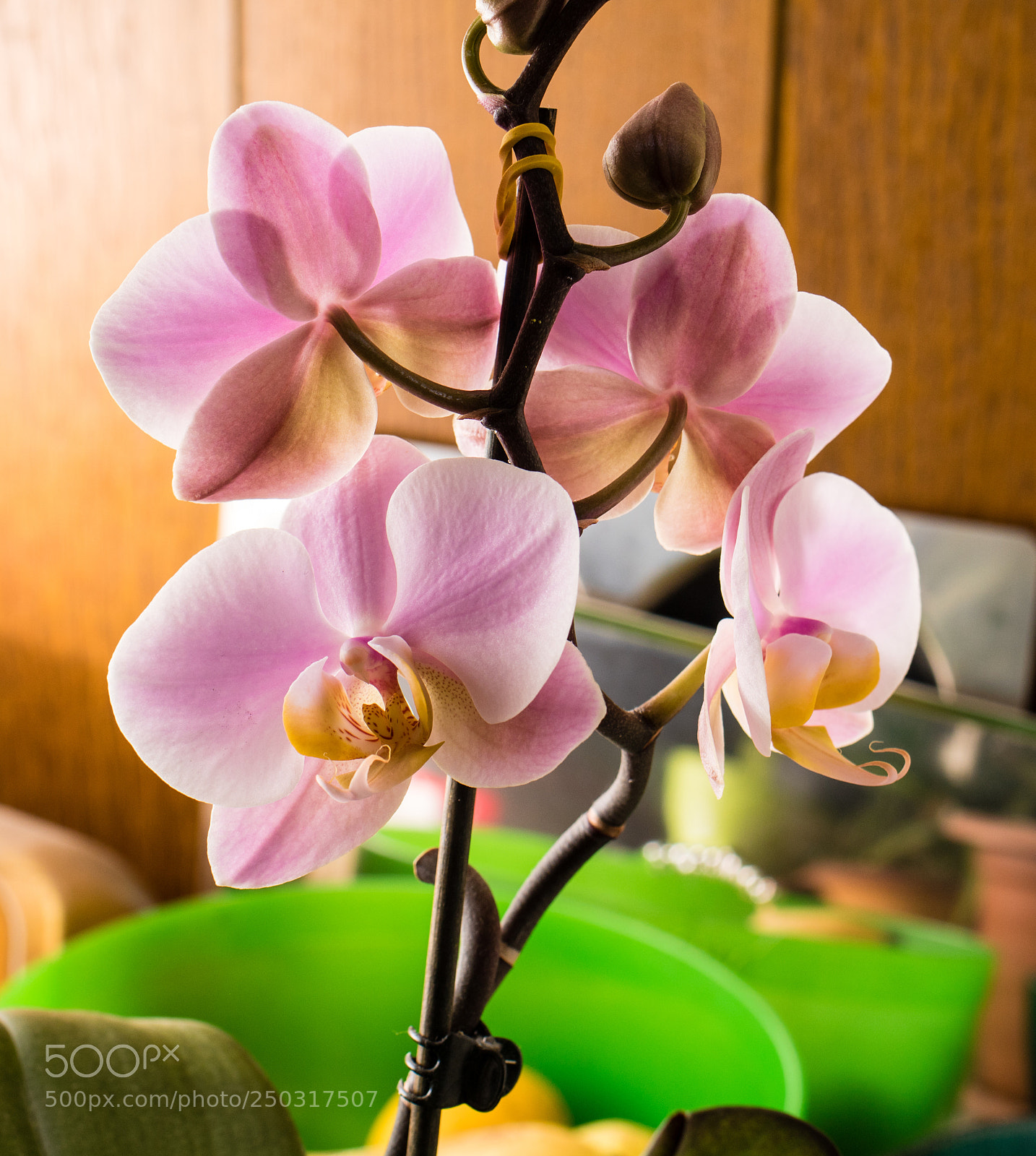 Canon EOS 760D (EOS Rebel T6s / EOS 8000D) sample photo. Efecd o photography