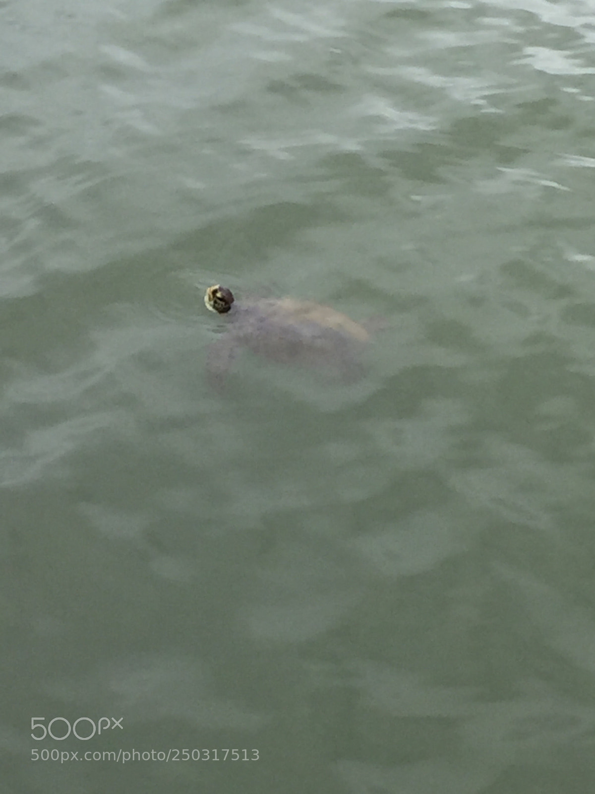Apple iPhone 6 sample photo. Turtle  photography