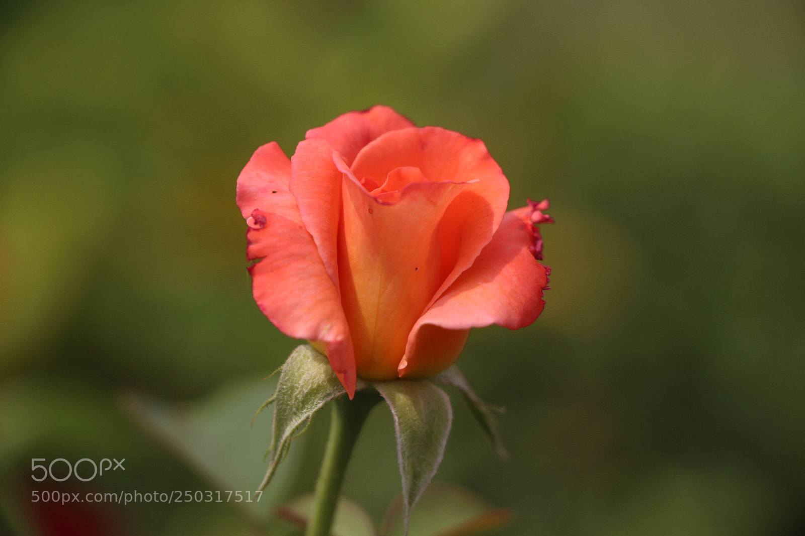 Canon EOS 700D (EOS Rebel T5i / EOS Kiss X7i) sample photo. Rose photography