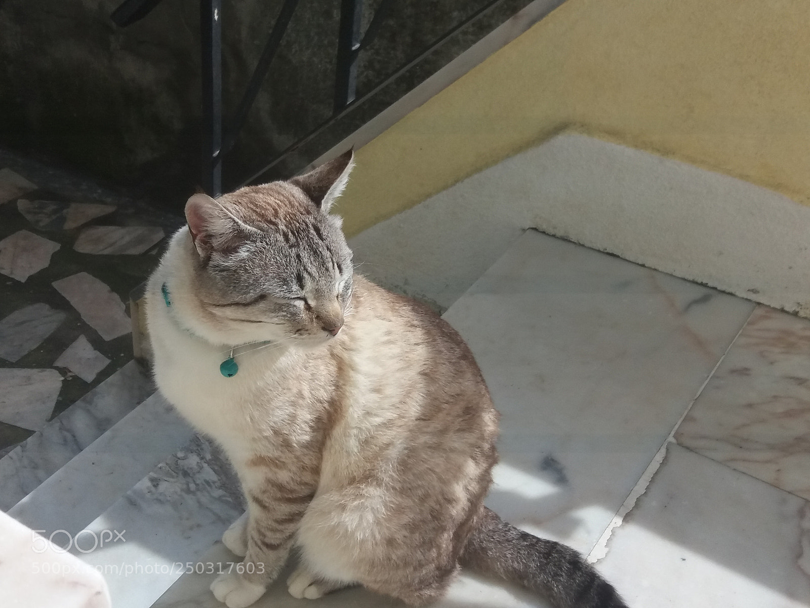 Samsung Galaxy J5(2016) sample photo. My cat pompom sampaio photography