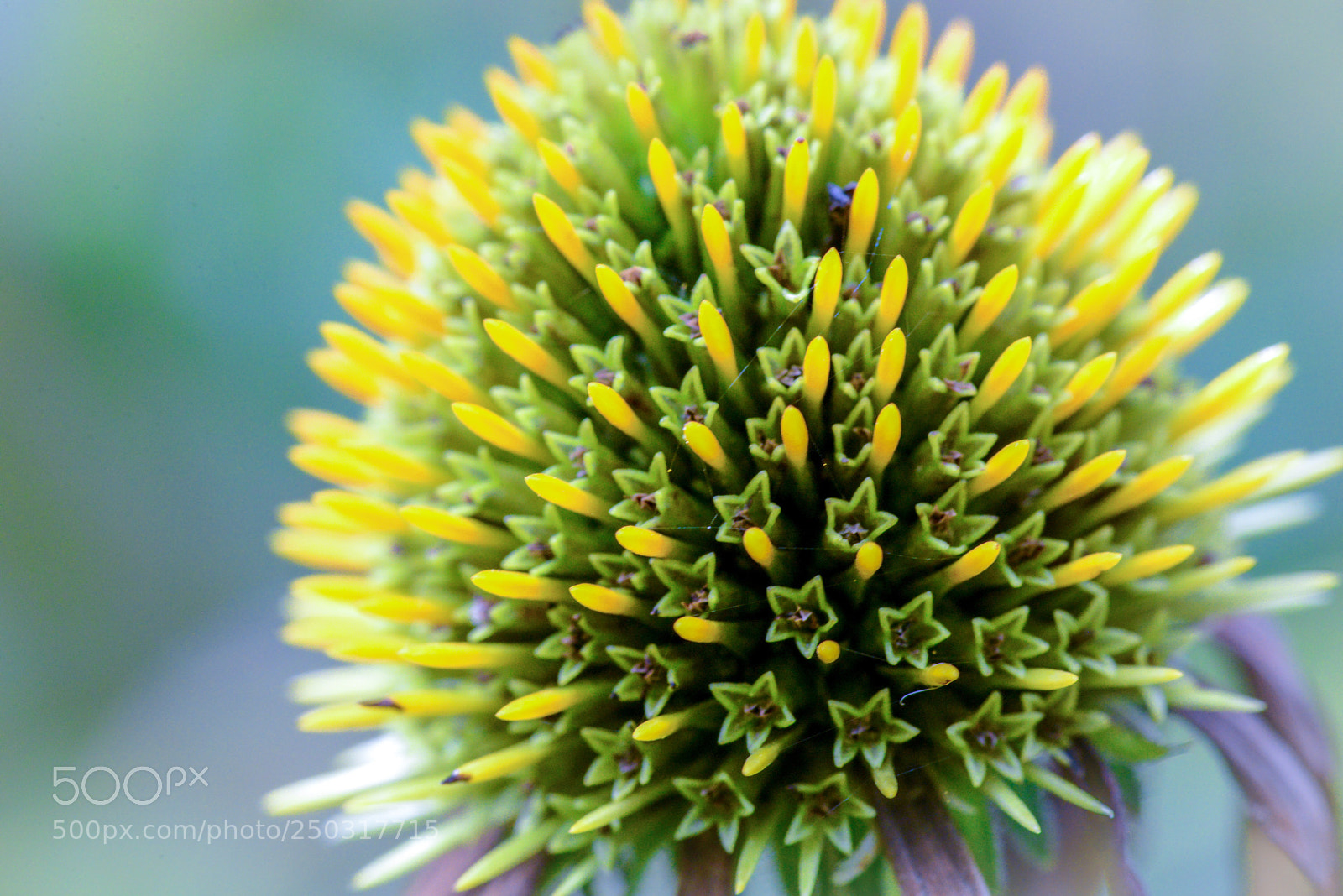 Nikon D600 sample photo. Pin cushion  photography