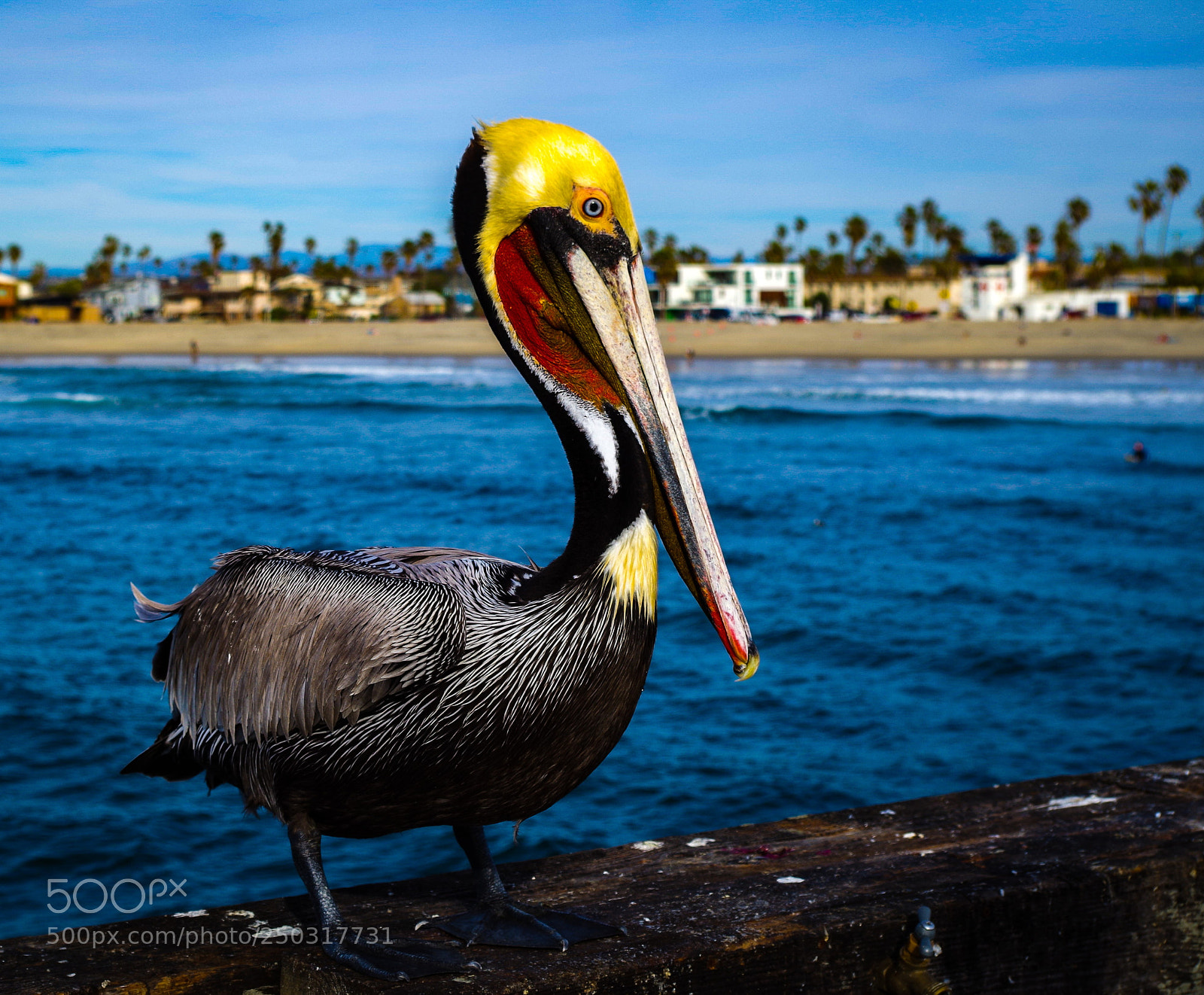 Pentax K-50 sample photo. Pelican photography