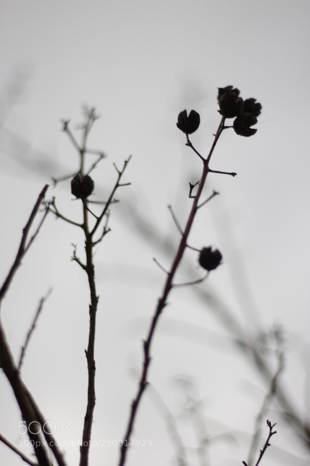 Canon EOS 700D (EOS Rebel T5i / EOS Kiss X7i) sample photo. Untitled photography
