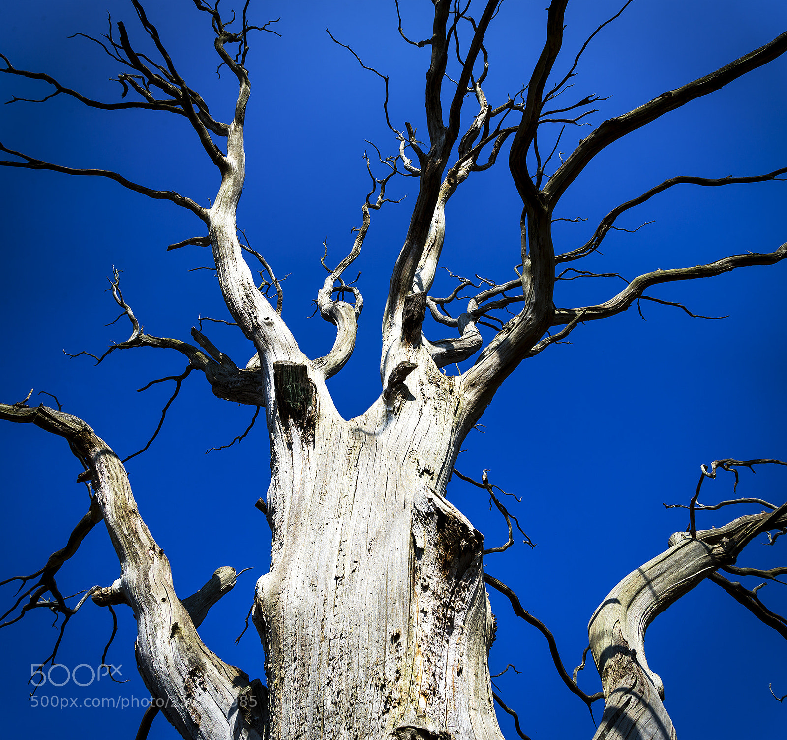 Nikon D610 sample photo. Bluetree photography