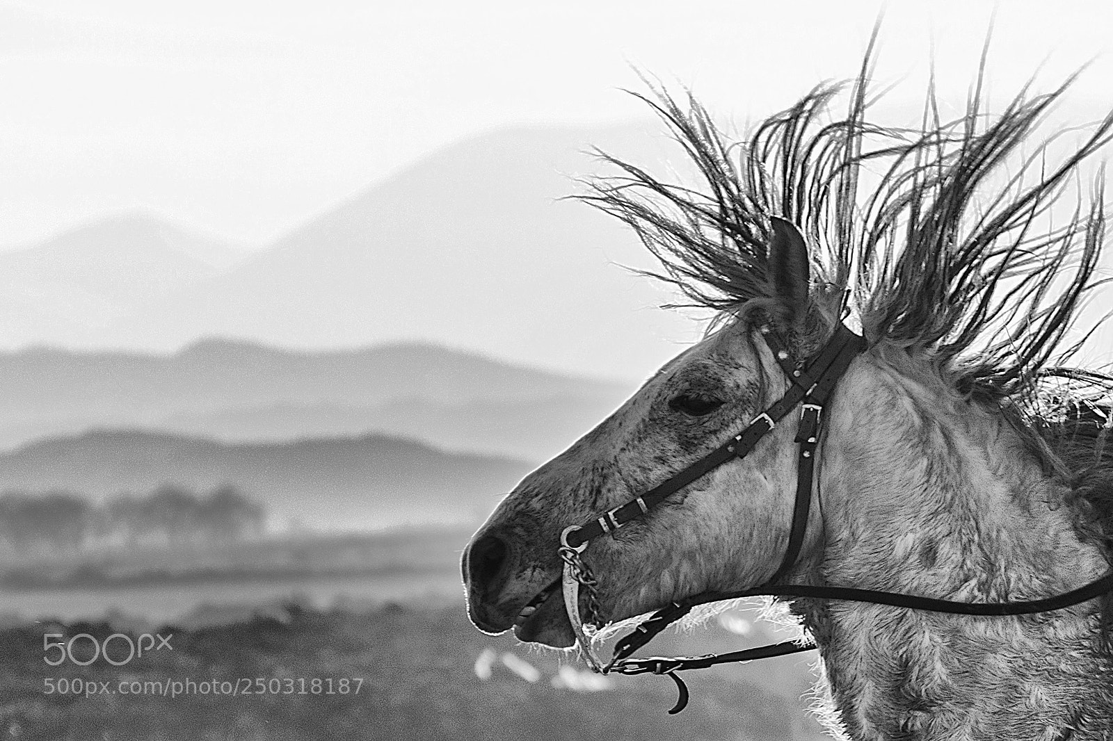 Nikon D7100 sample photo. Horse photography