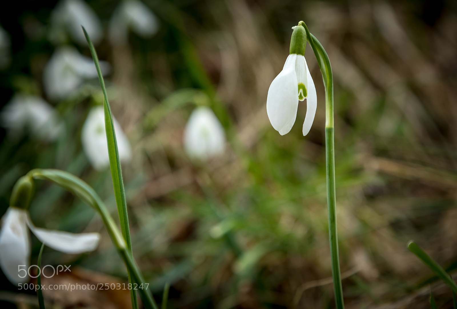 Canon EOS 5D Mark IV sample photo. Spring is coming back photography