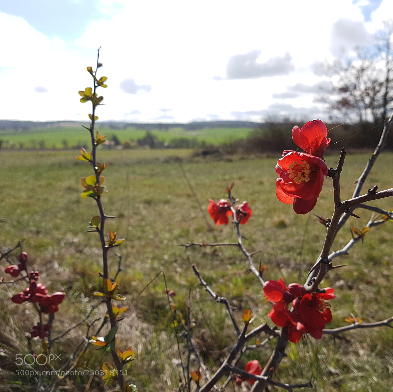 Samsung Galaxy S7 sample photo. Rouge printemps photography
