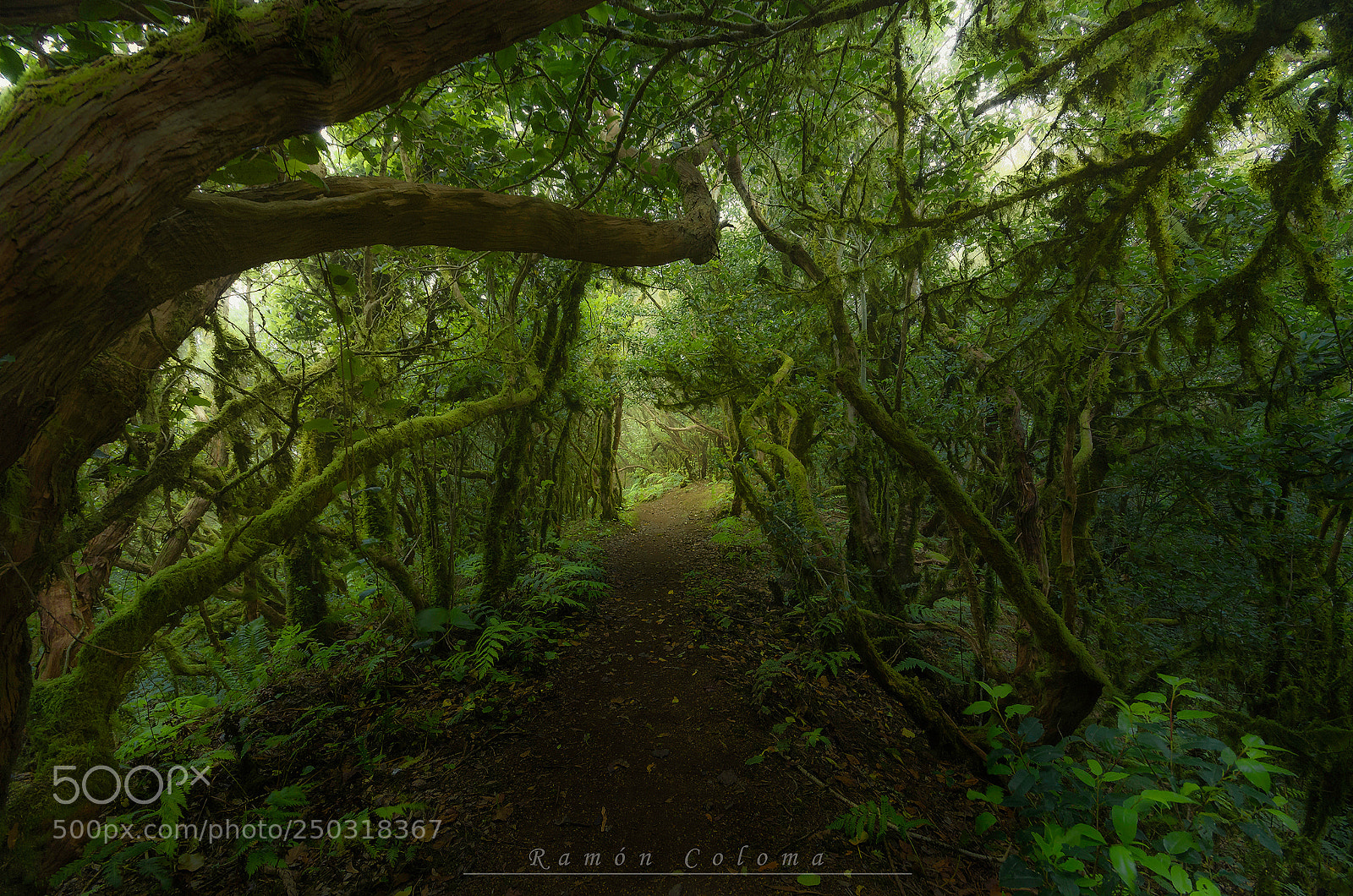 Pentax K-5 IIs sample photo. Laurisilva forest photography
