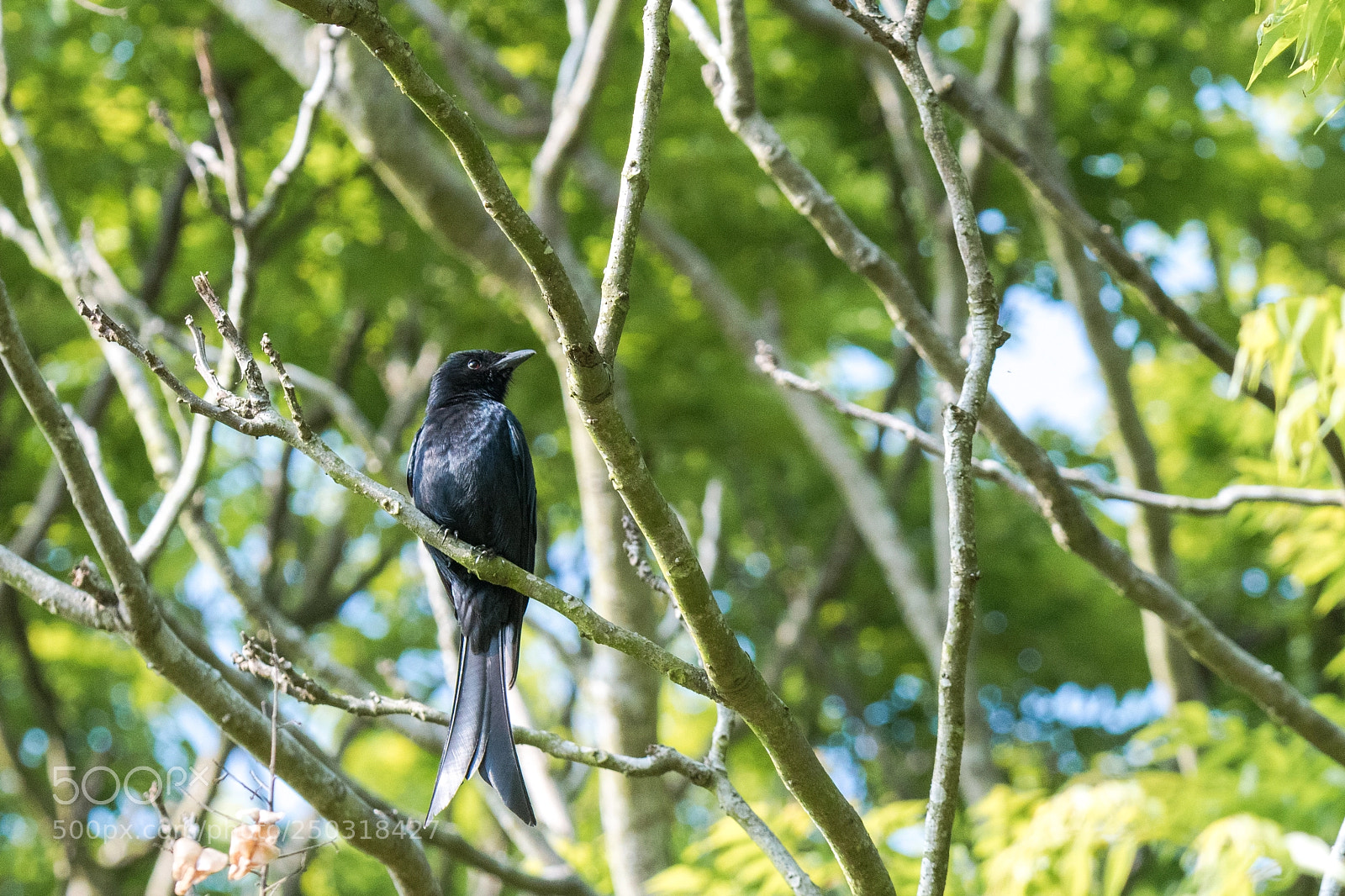 Nikon D500 sample photo. Crow photography