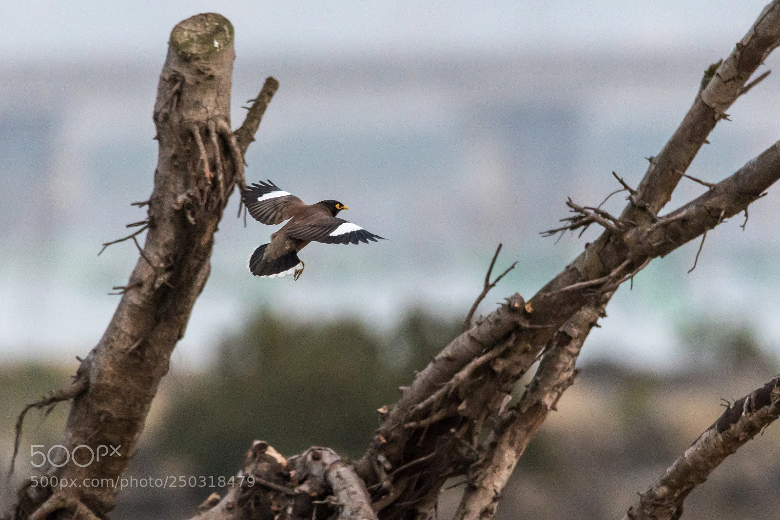 Nikon D500 sample photo. Prepare for landing photography