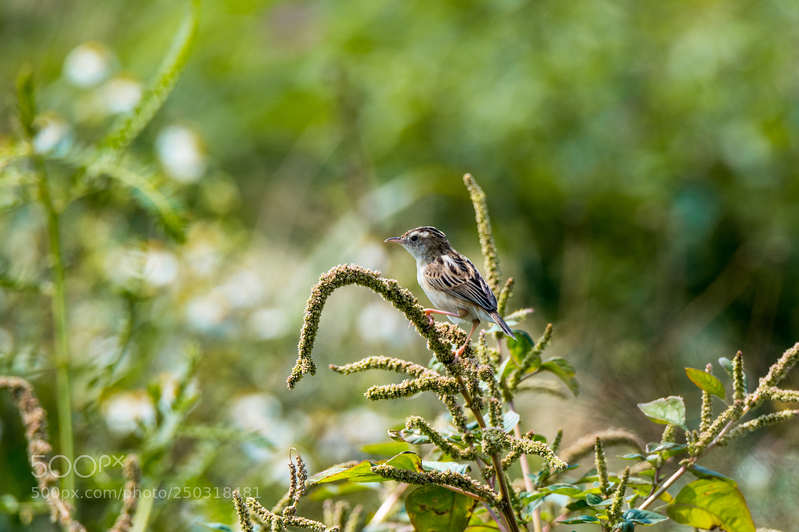 Nikon D500 sample photo. Sparrow? photography