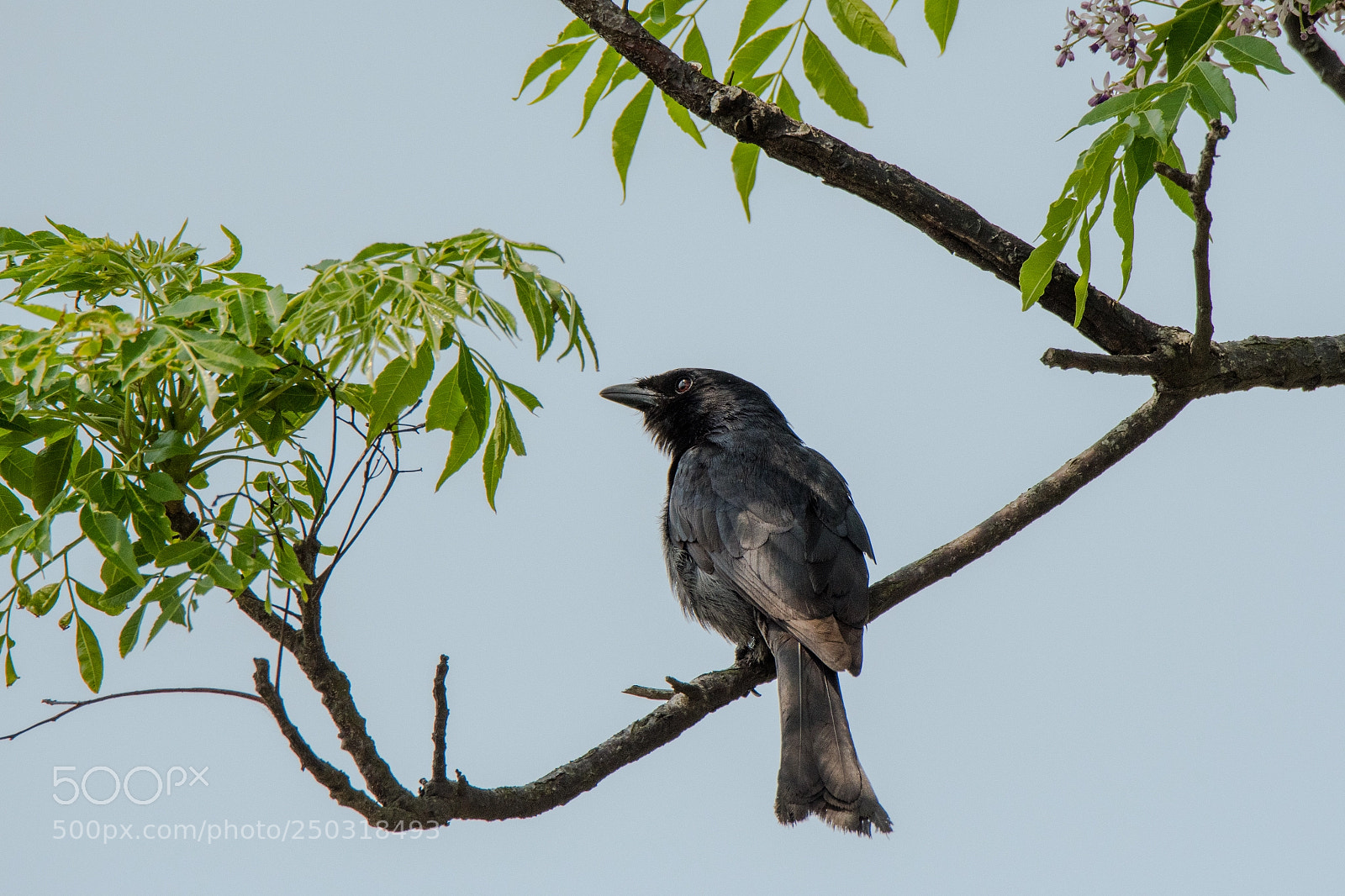 Nikon D500 sample photo. Crow photography