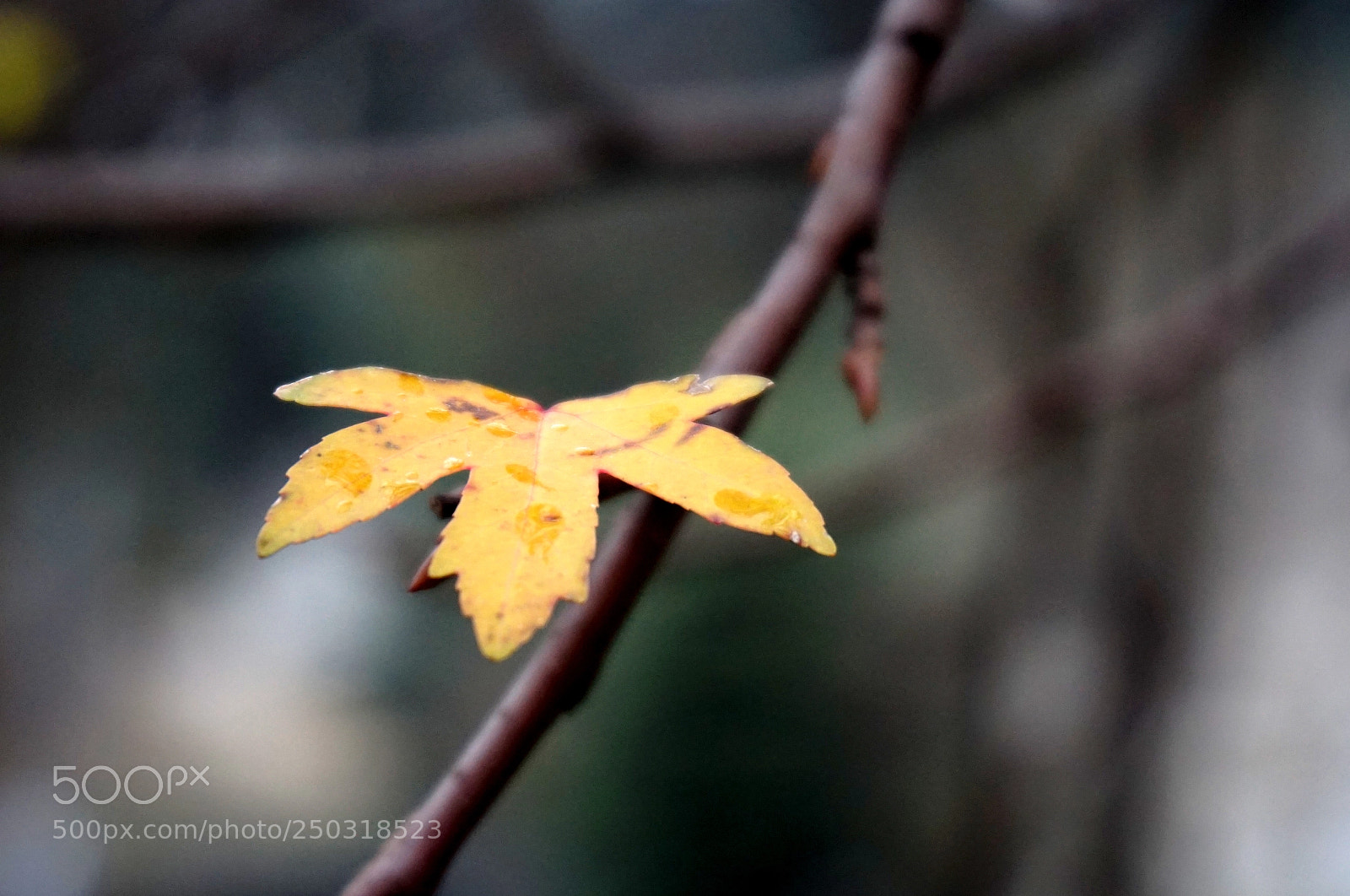 Sony Alpha a5000 (ILCE 5000) sample photo. Yellow leaves love! photography