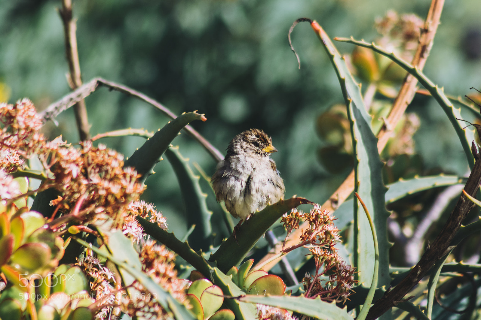 Canon EOS 80D sample photo. Bird friend photography