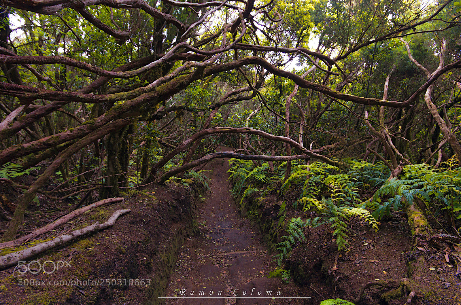 Pentax K-5 IIs sample photo. Laurisilva forest photography