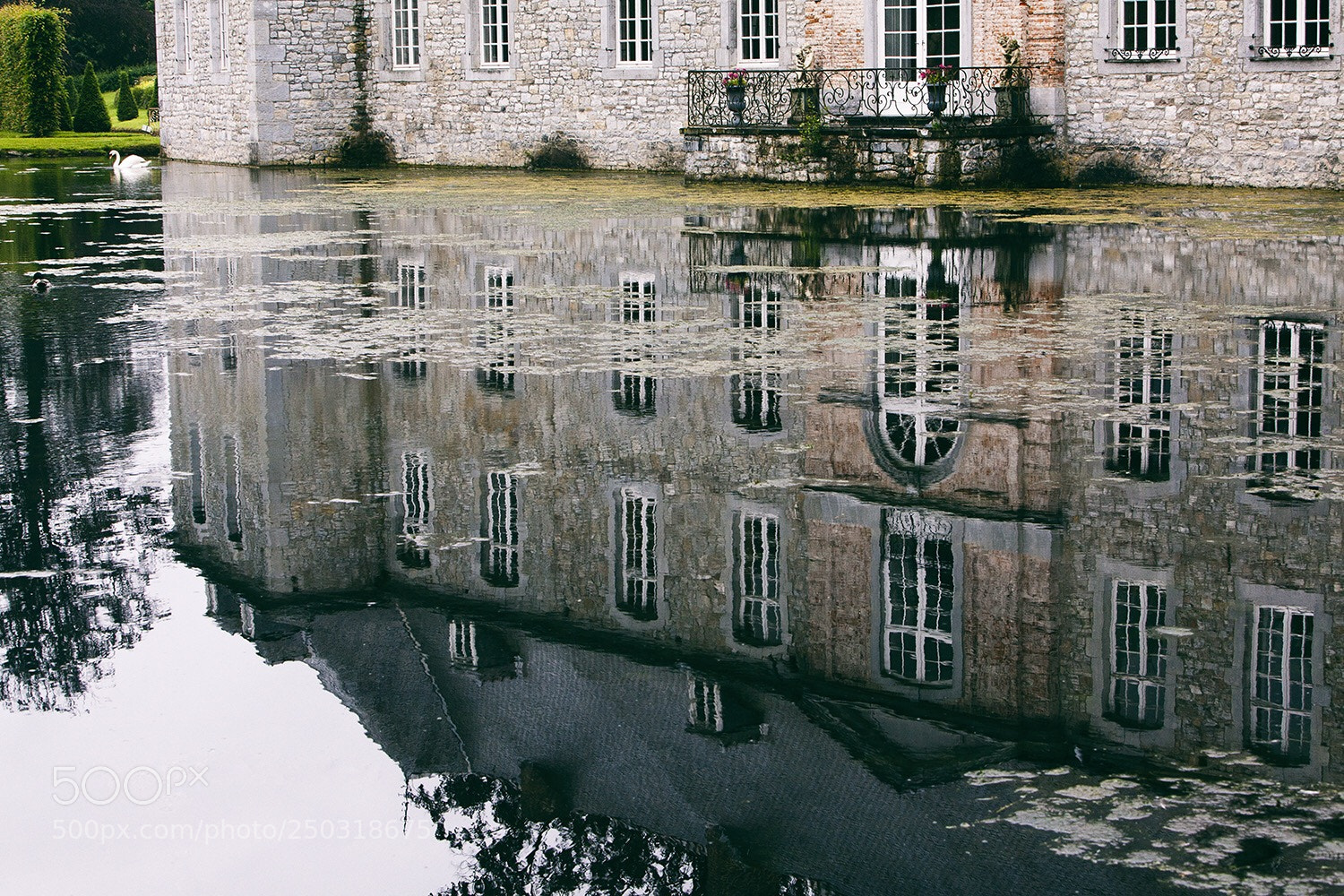 Canon EOS 5D Mark II sample photo. Swan photography
