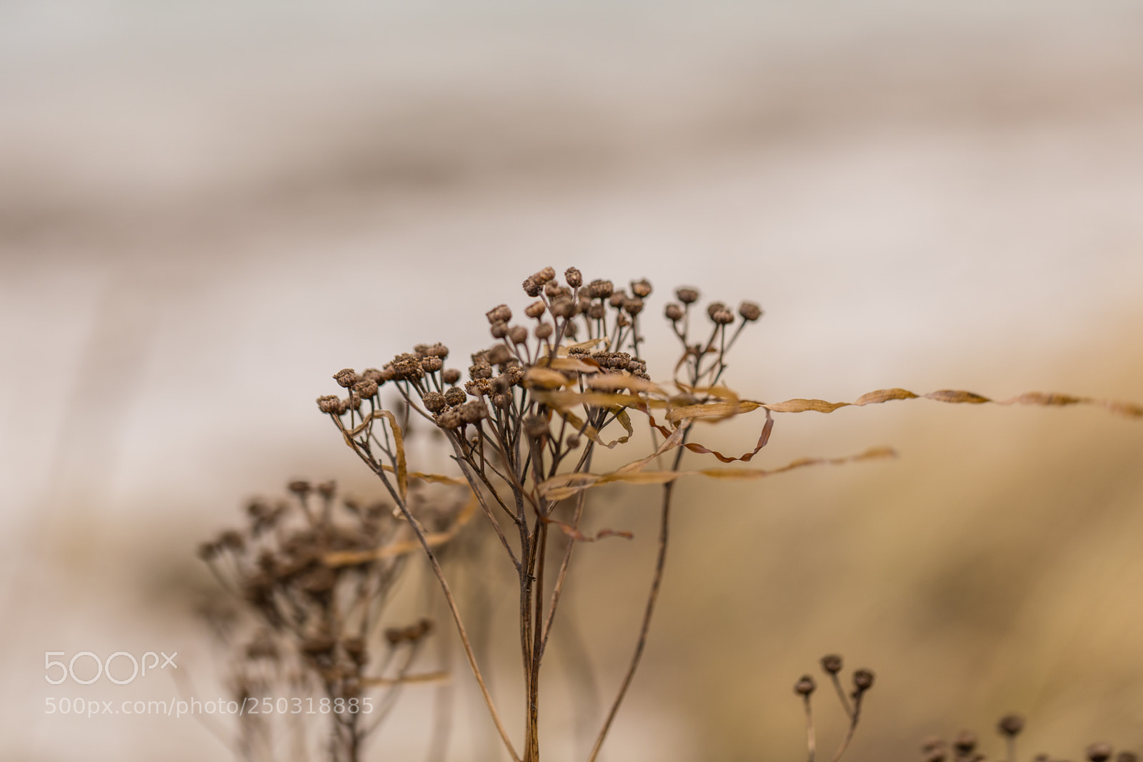 Canon EOS 5D Mark IV sample photo. Tanacetum vulgare photography