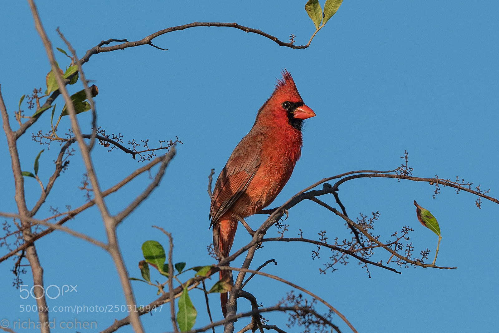 Nikon D850 sample photo. Cardinal in morning light.. photography