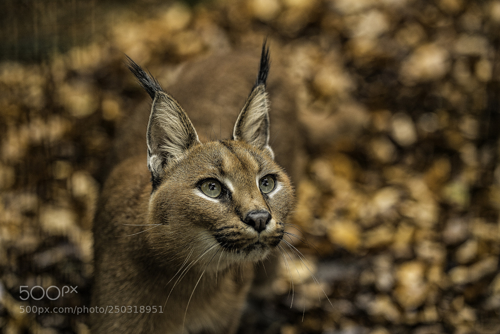 Nikon D5 sample photo. Caracal photography