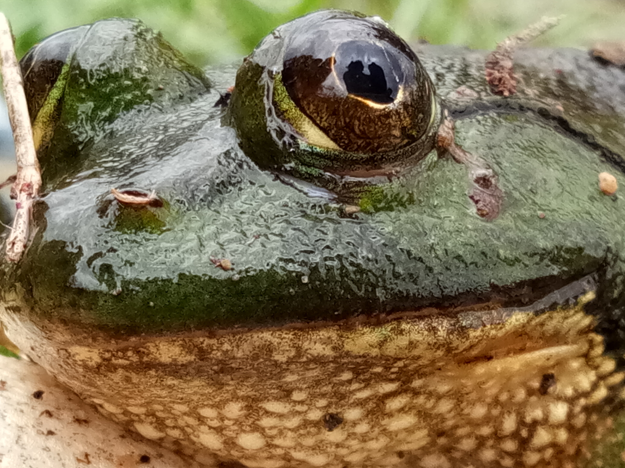 vivo 1609 sample photo. Frog photography