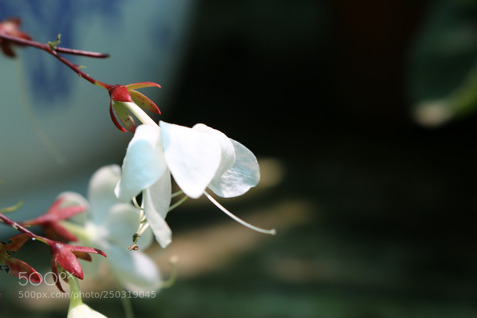 Canon EOS 70D sample photo. In the park photography