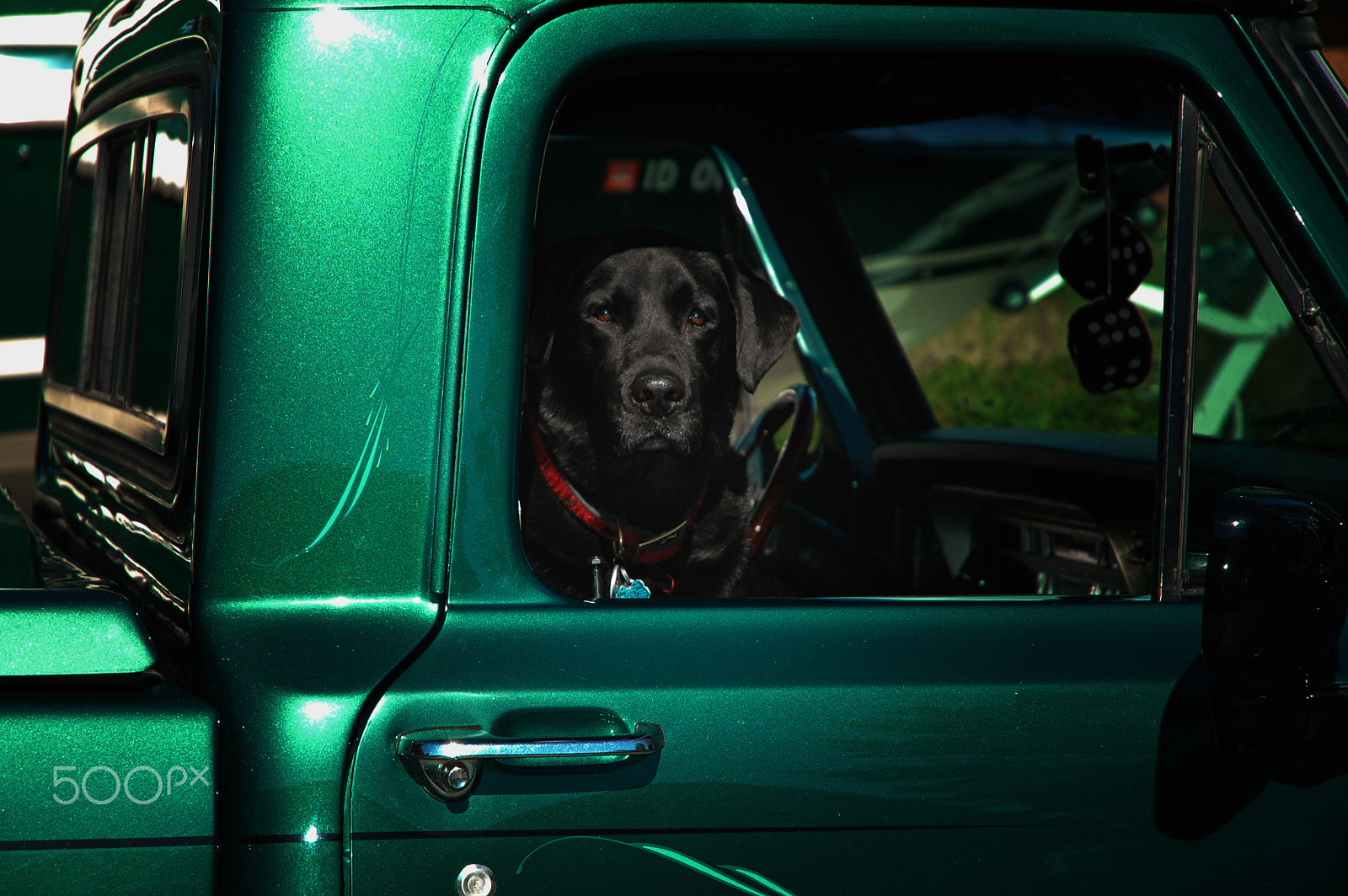 Nikon D70 sample photo. Cobra dog photography