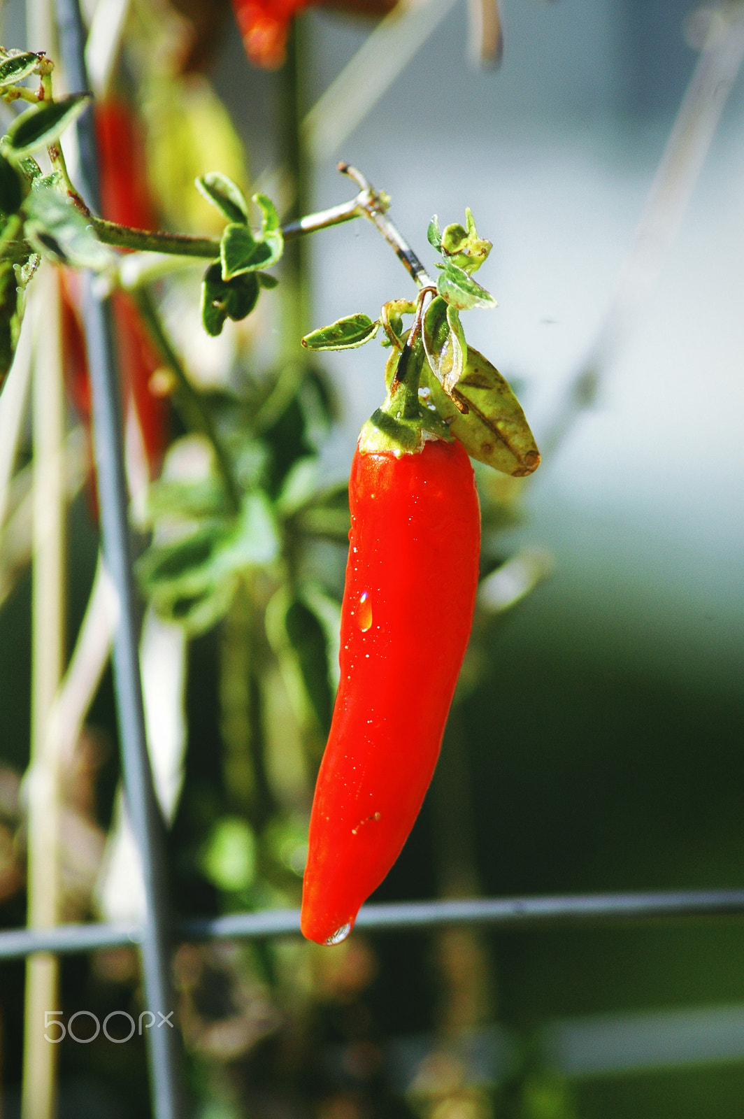 Nikon D70 sample photo. Pepper photography
