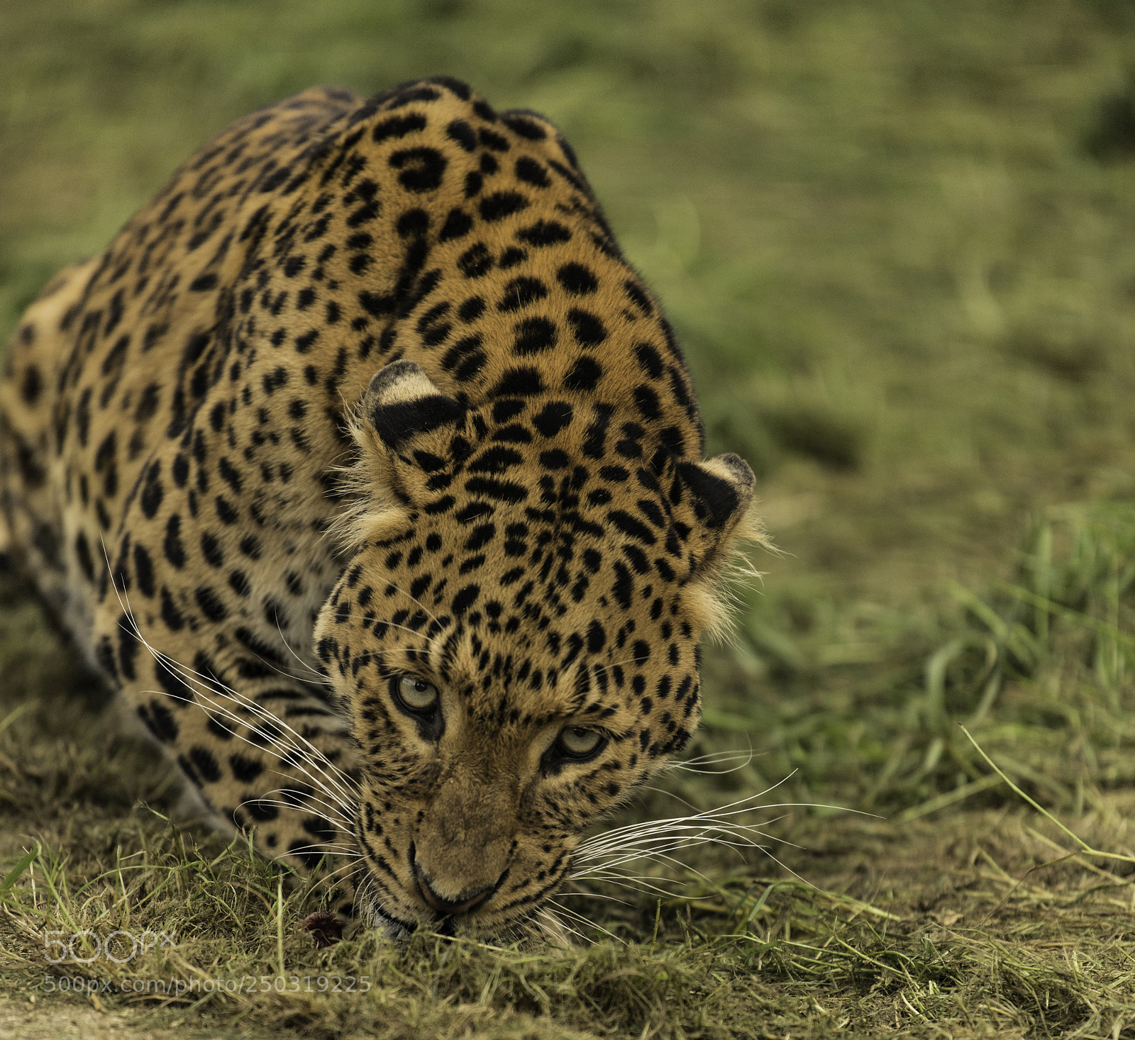Nikon D5 sample photo. North chinese leopard photography