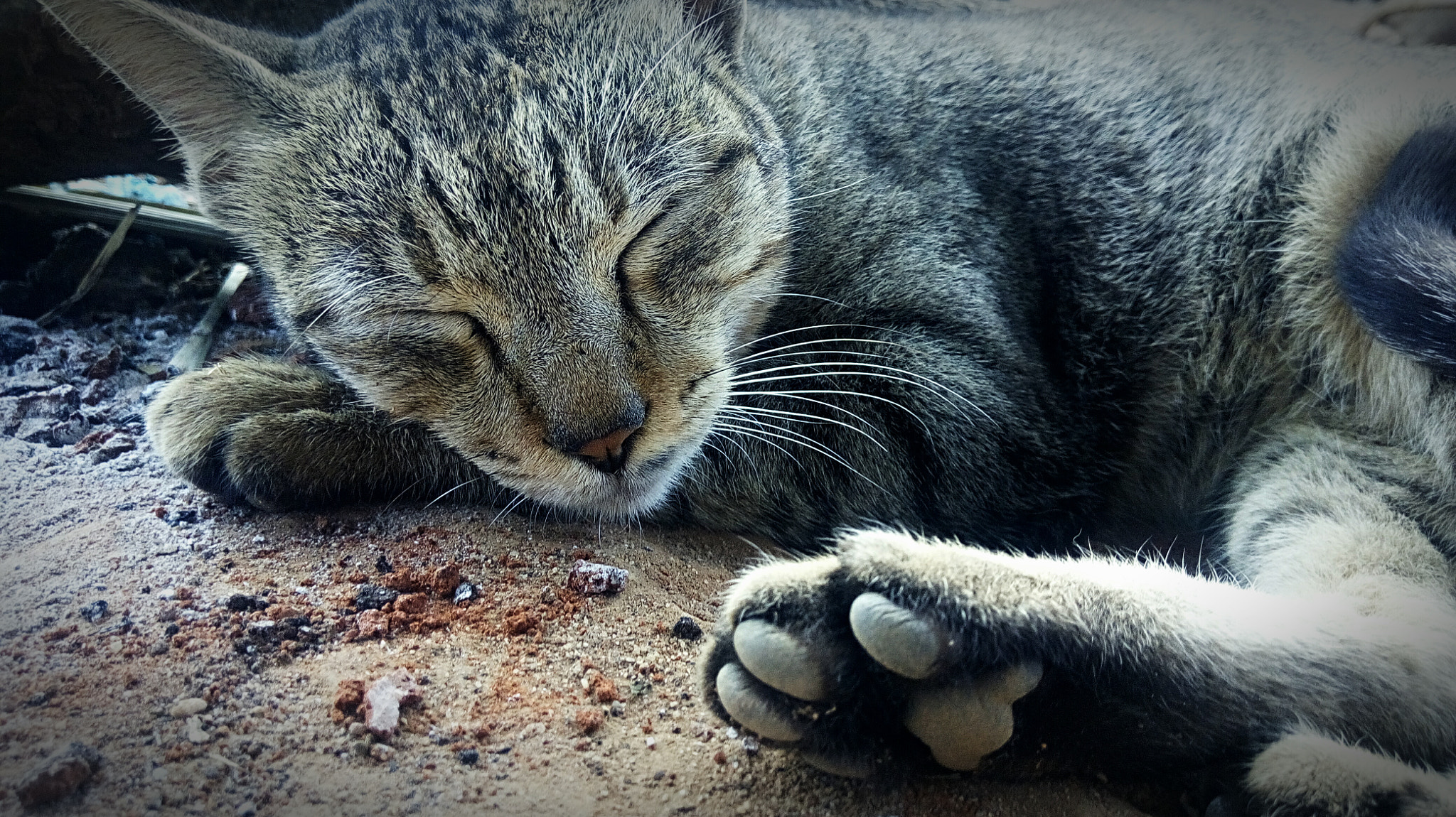 HUAWEI Y6 PRO sample photo. Little cat photography