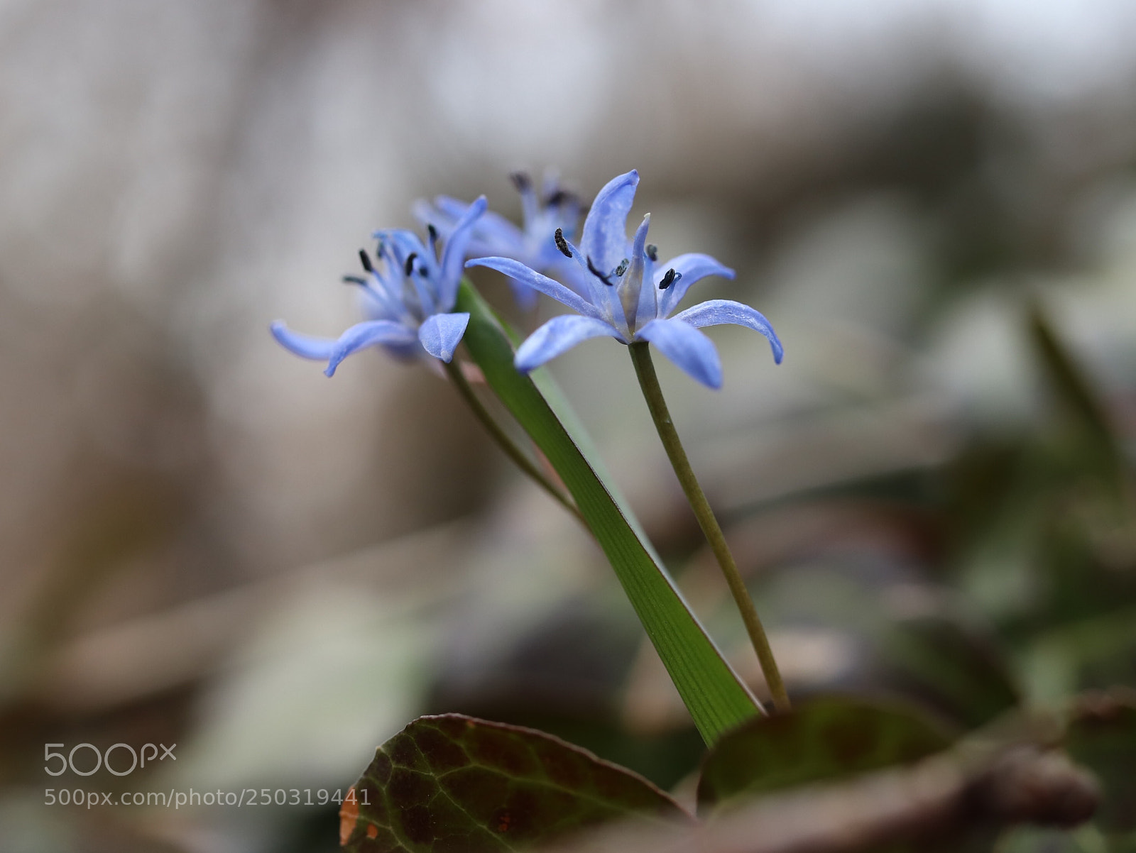 Canon EOS 200D (EOS Rebel SL2 / EOS Kiss X9) sample photo. Himmelsternchen photography