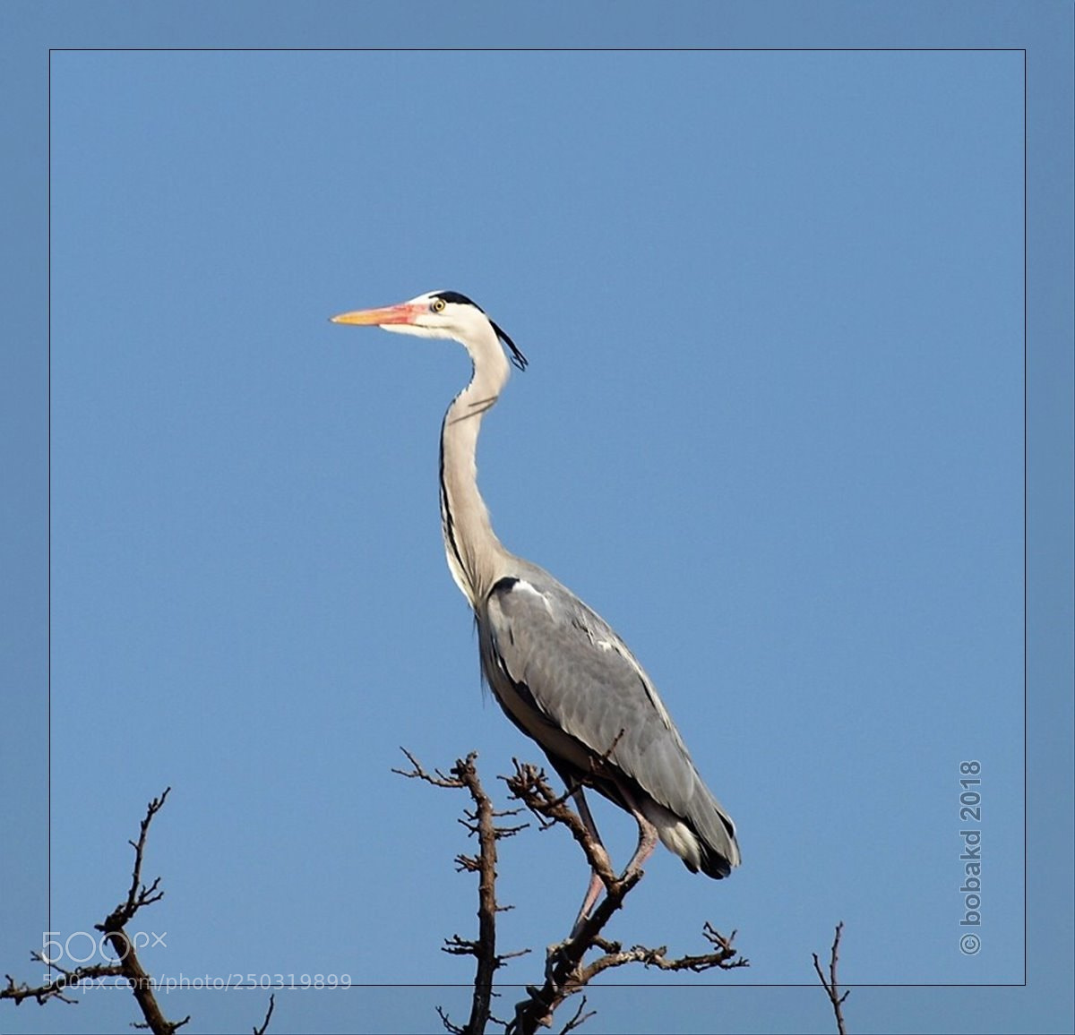 Olympus E-620 (EVOLT E-620) sample photo. Ardea cinerea photography
