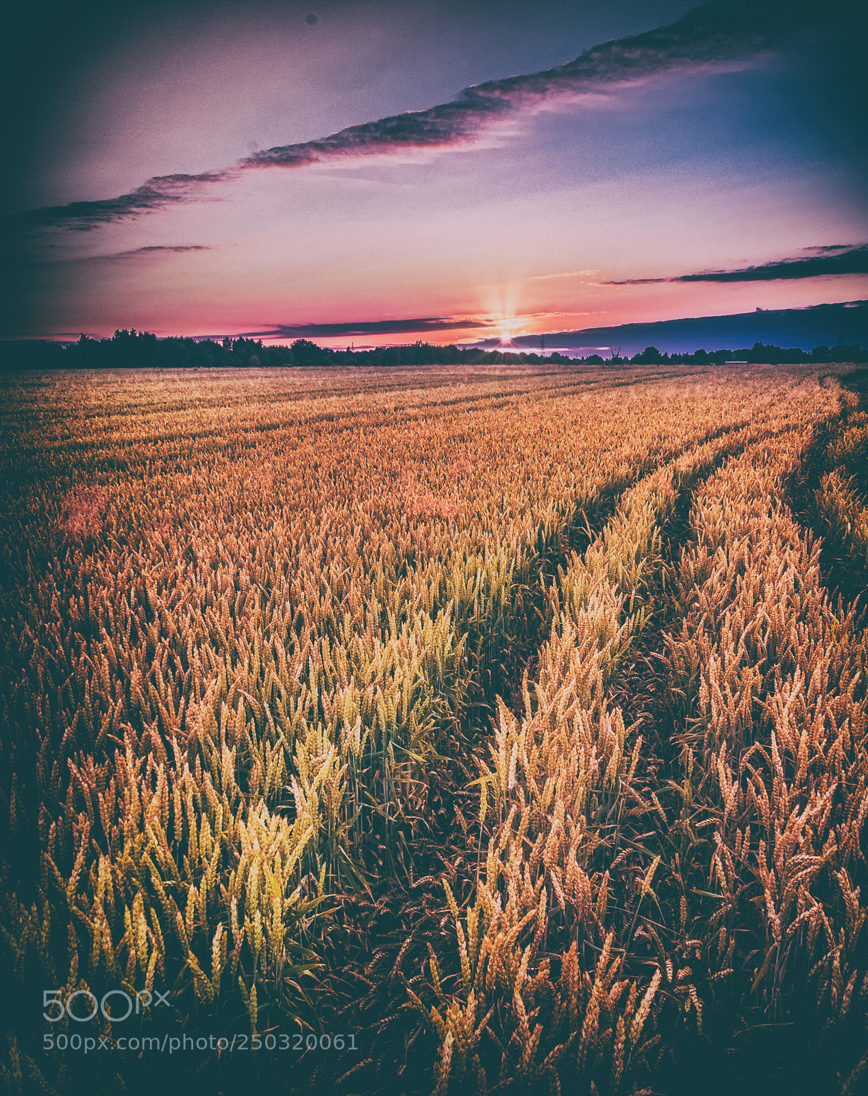 Nikon D300S sample photo. Harvest is coming photography