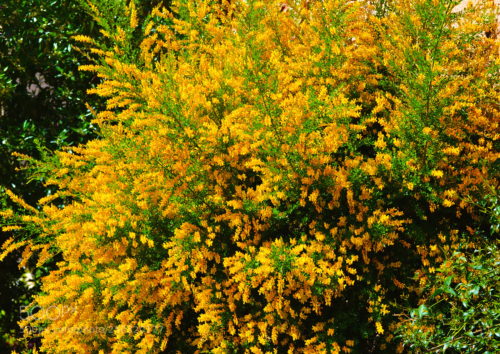 Nikon D3100 sample photo. Acacia photography