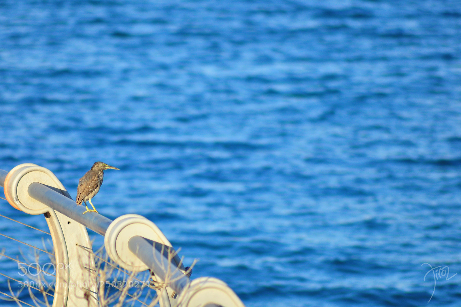 Nikon D90 sample photo. Alone photography