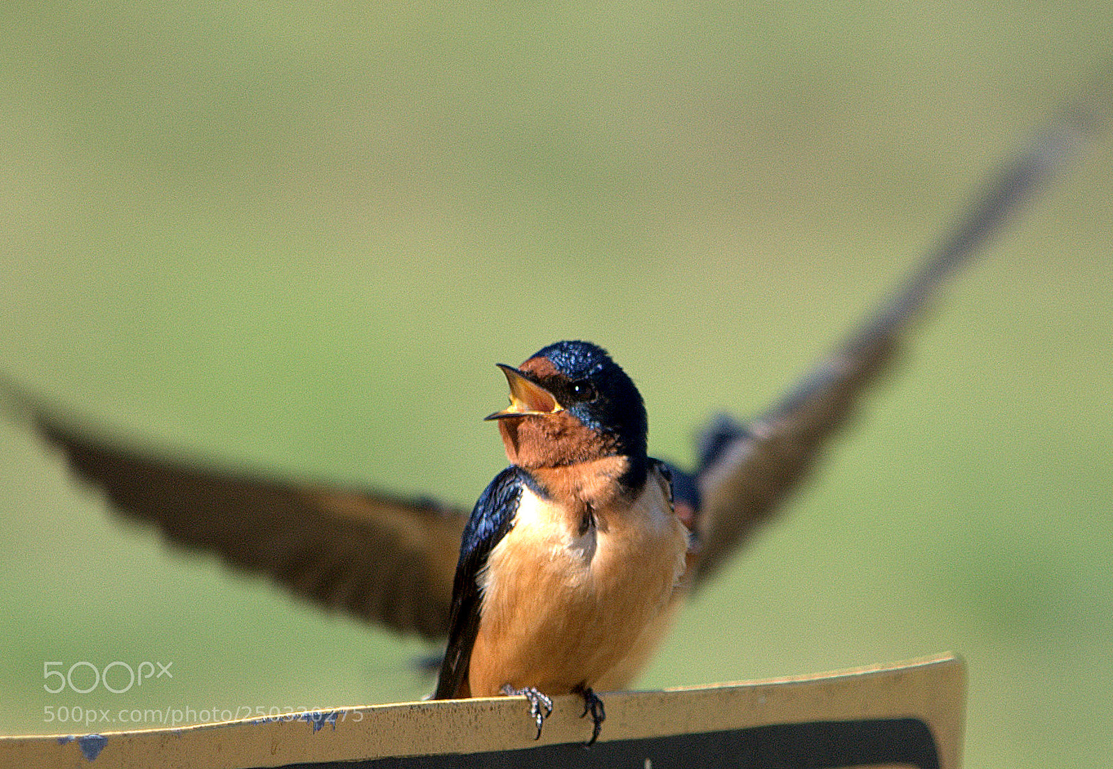 Nikon D3000 sample photo. 10- golondrina tijerita. photography