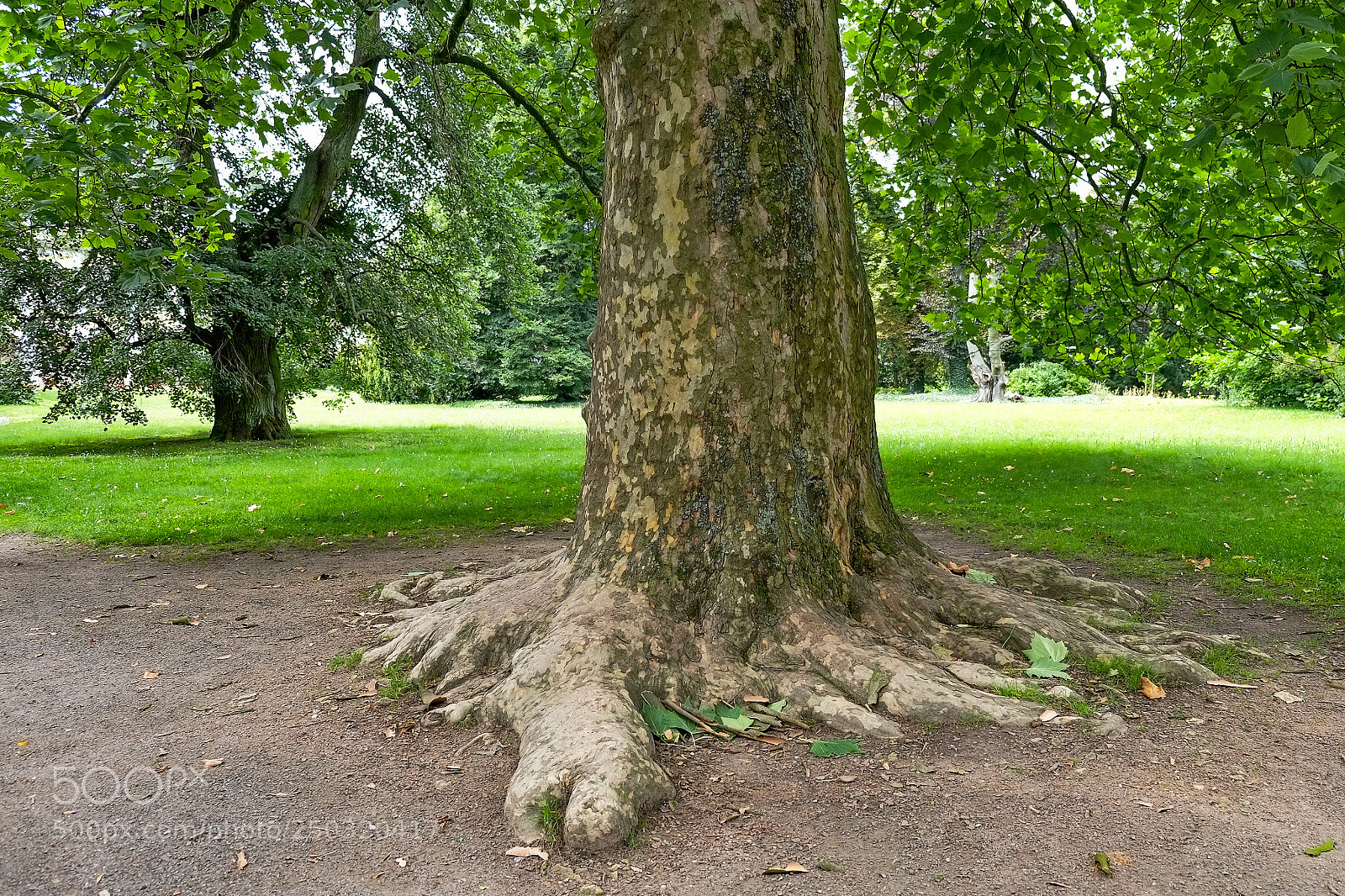 Fujifilm X-E1 sample photo. Big foot photography