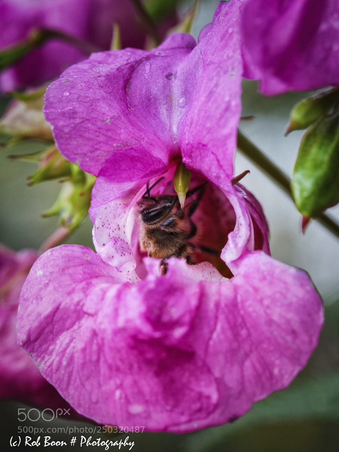 Canon EOS 5D Mark II sample photo. Bee 7 photography