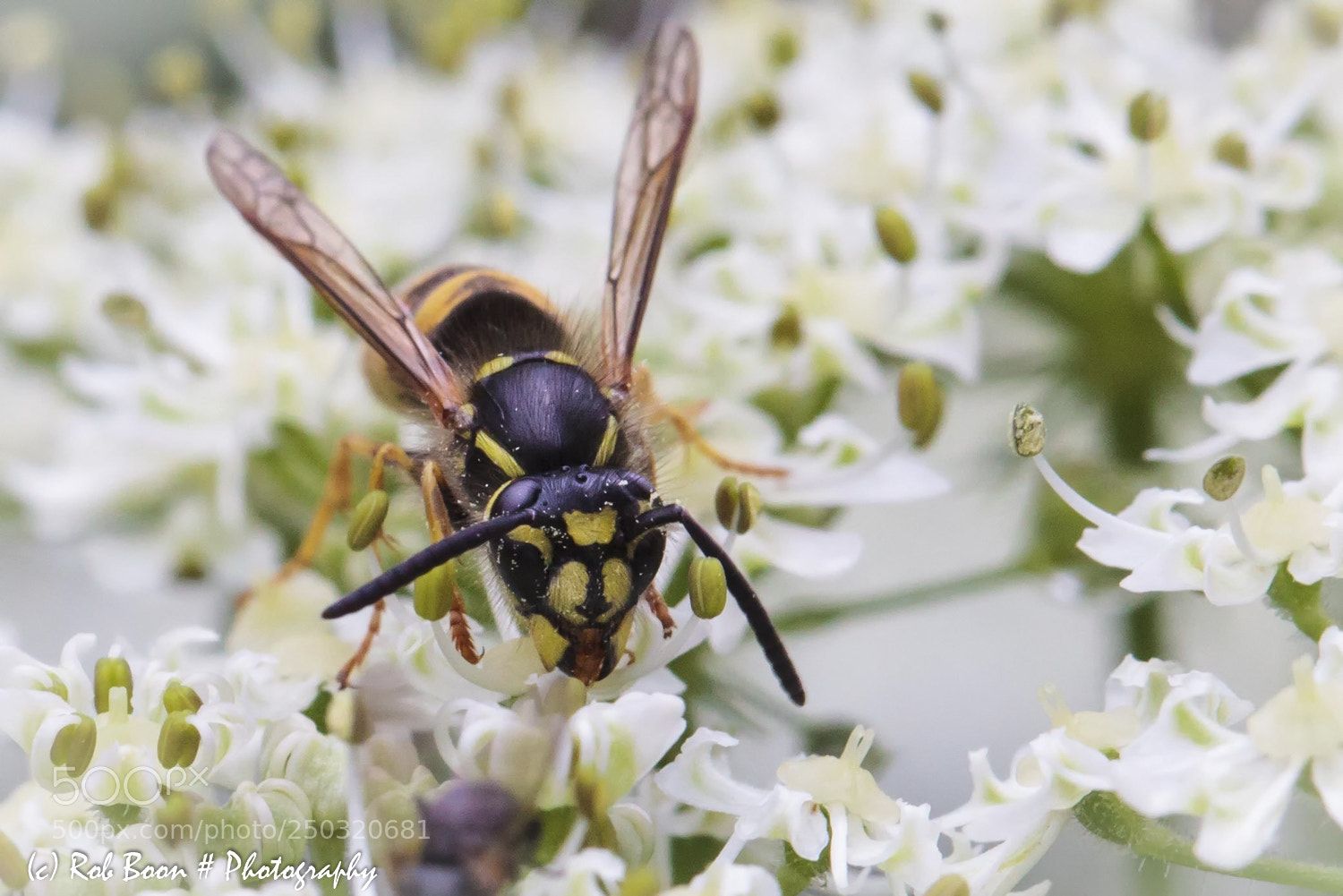Canon EOS 5D Mark II sample photo. Wasp 2 photography