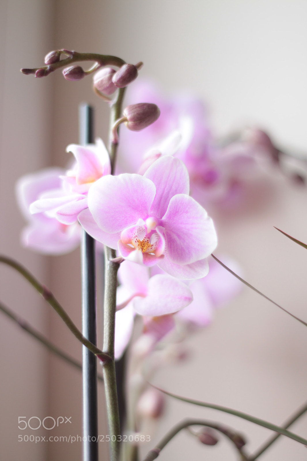 Canon EOS 500D (EOS Rebel T1i / EOS Kiss X3) sample photo. Shy orchid photography
