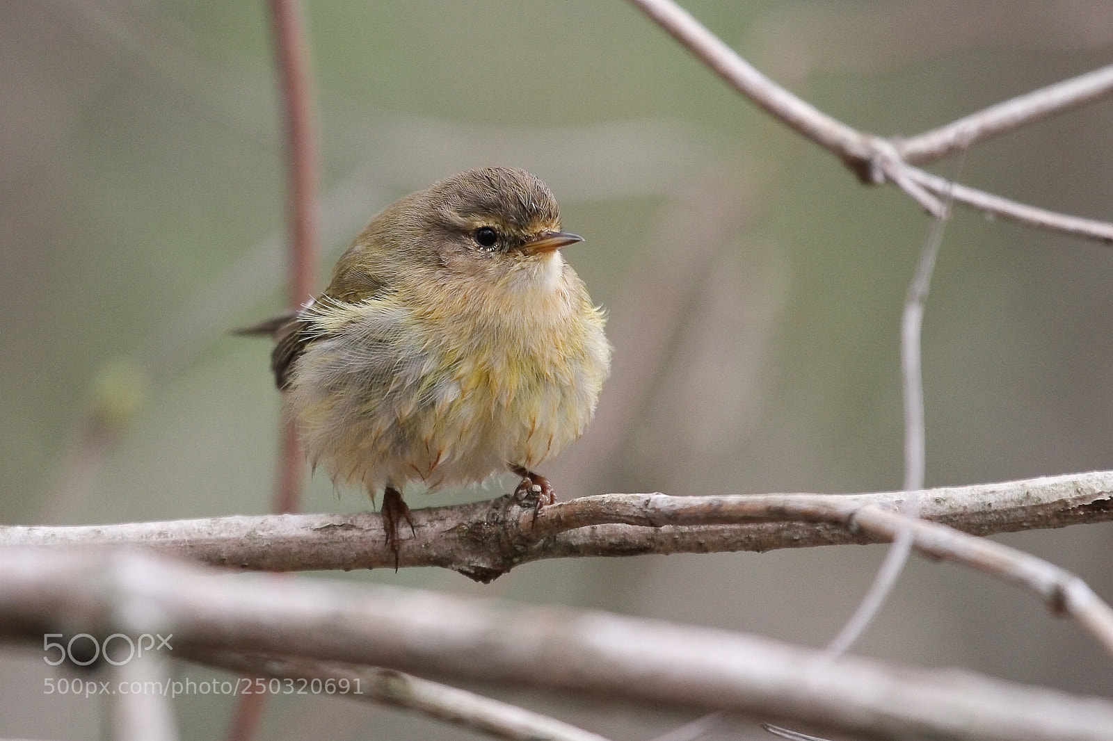 Canon EOS 7D sample photo. Phylloscopus collybita, tjiftjaf photography