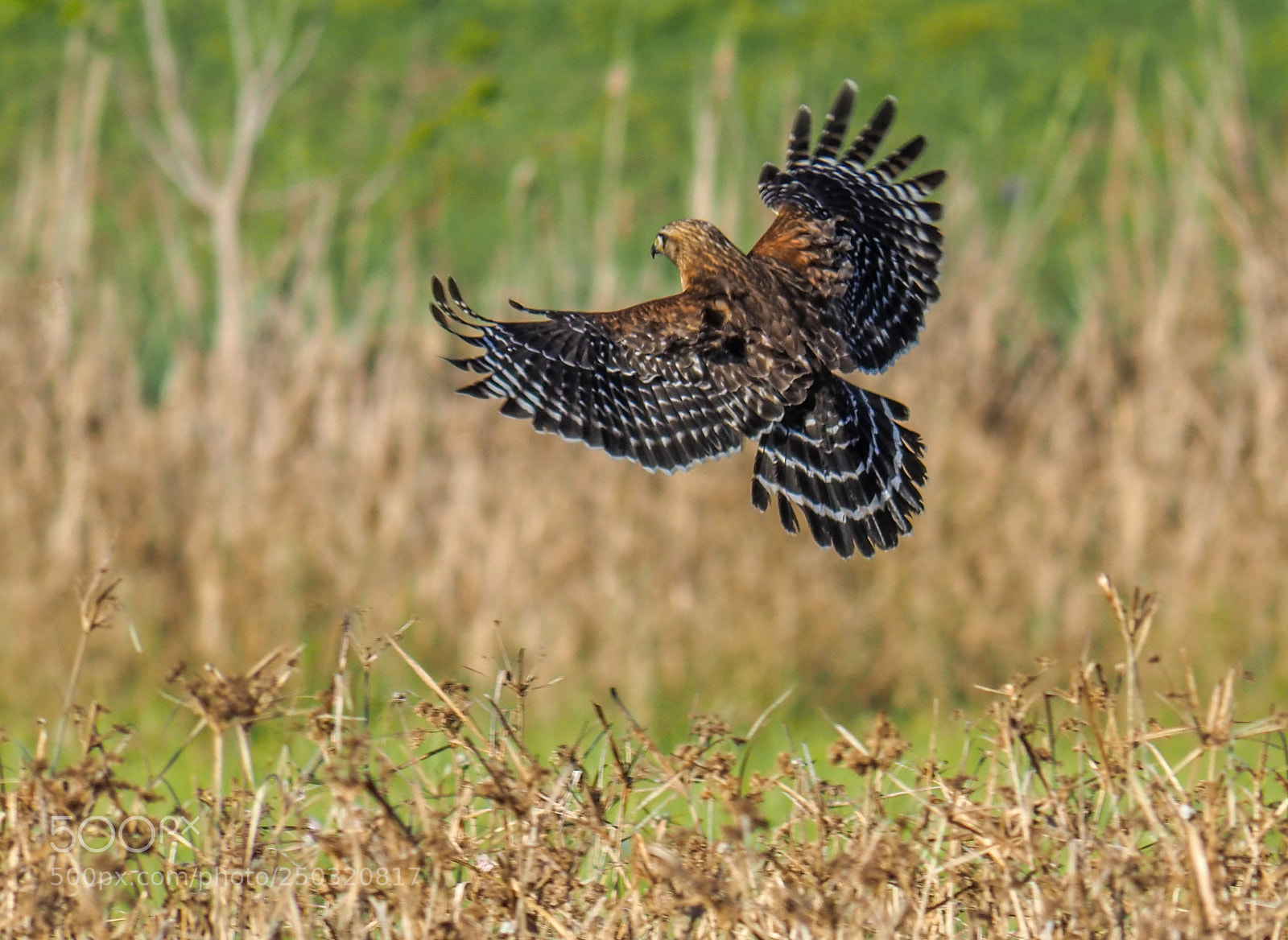 Olympus OM-D E-M1 Mark II sample photo. Hawk photography