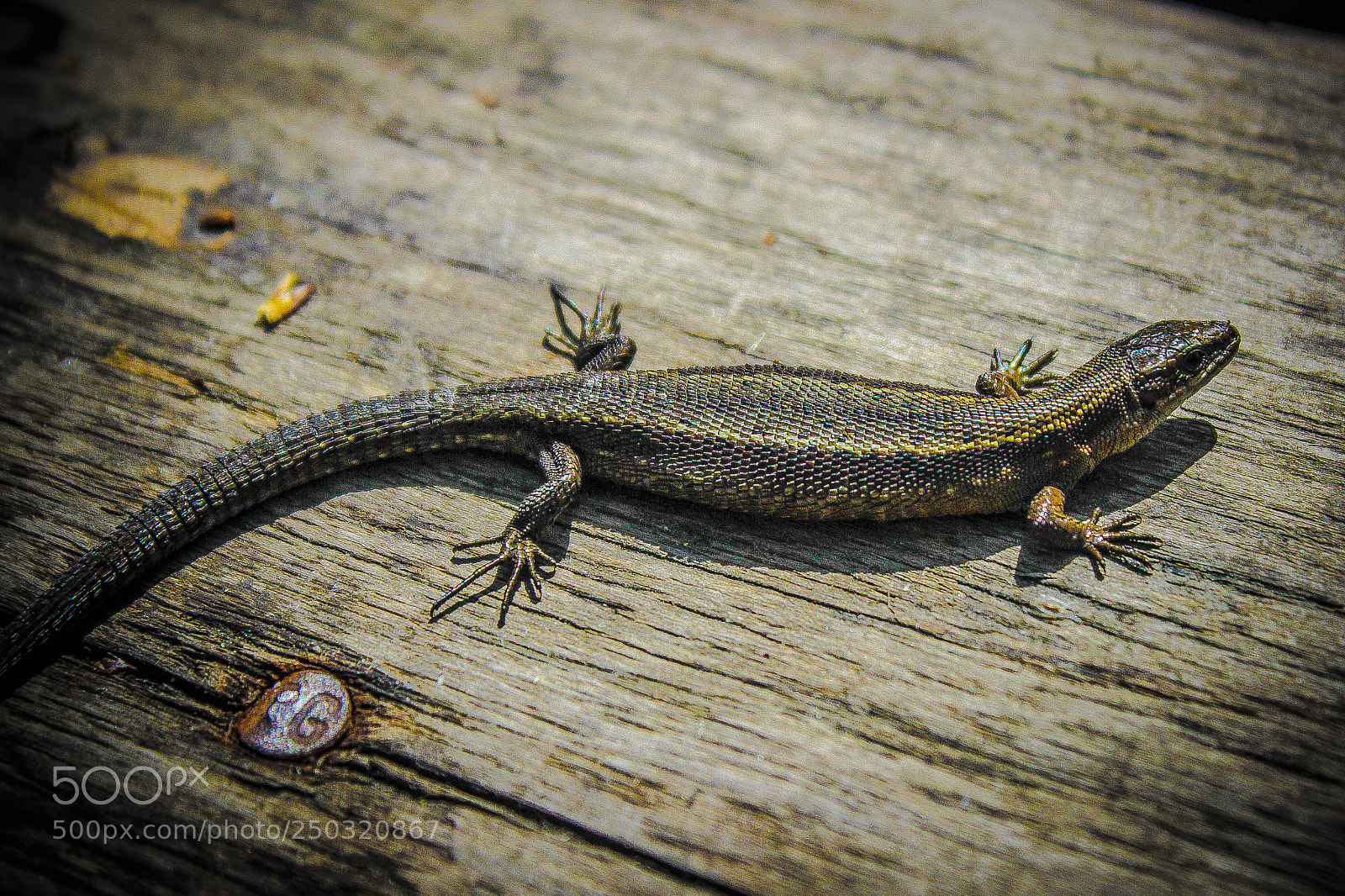 Canon EOS 600D (Rebel EOS T3i / EOS Kiss X5) sample photo. Lizard photography