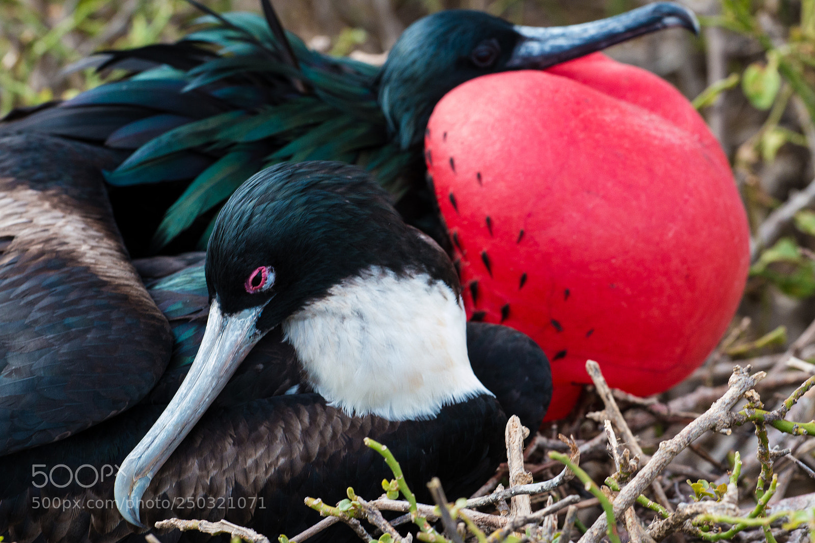 Canon EOS 70D sample photo. Great frigate, galapagos photography